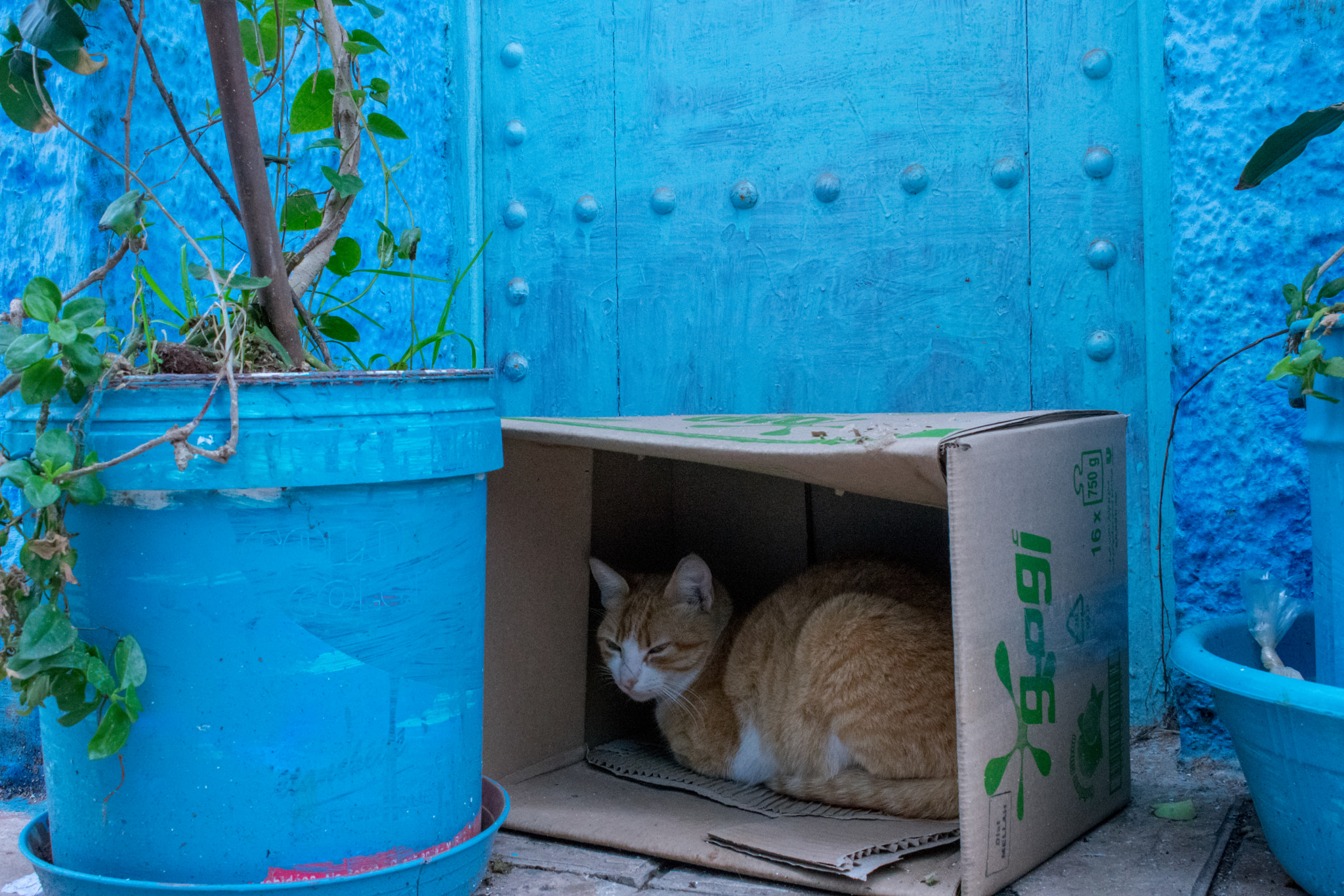 Nikon D3400 sample photo. Blue photography