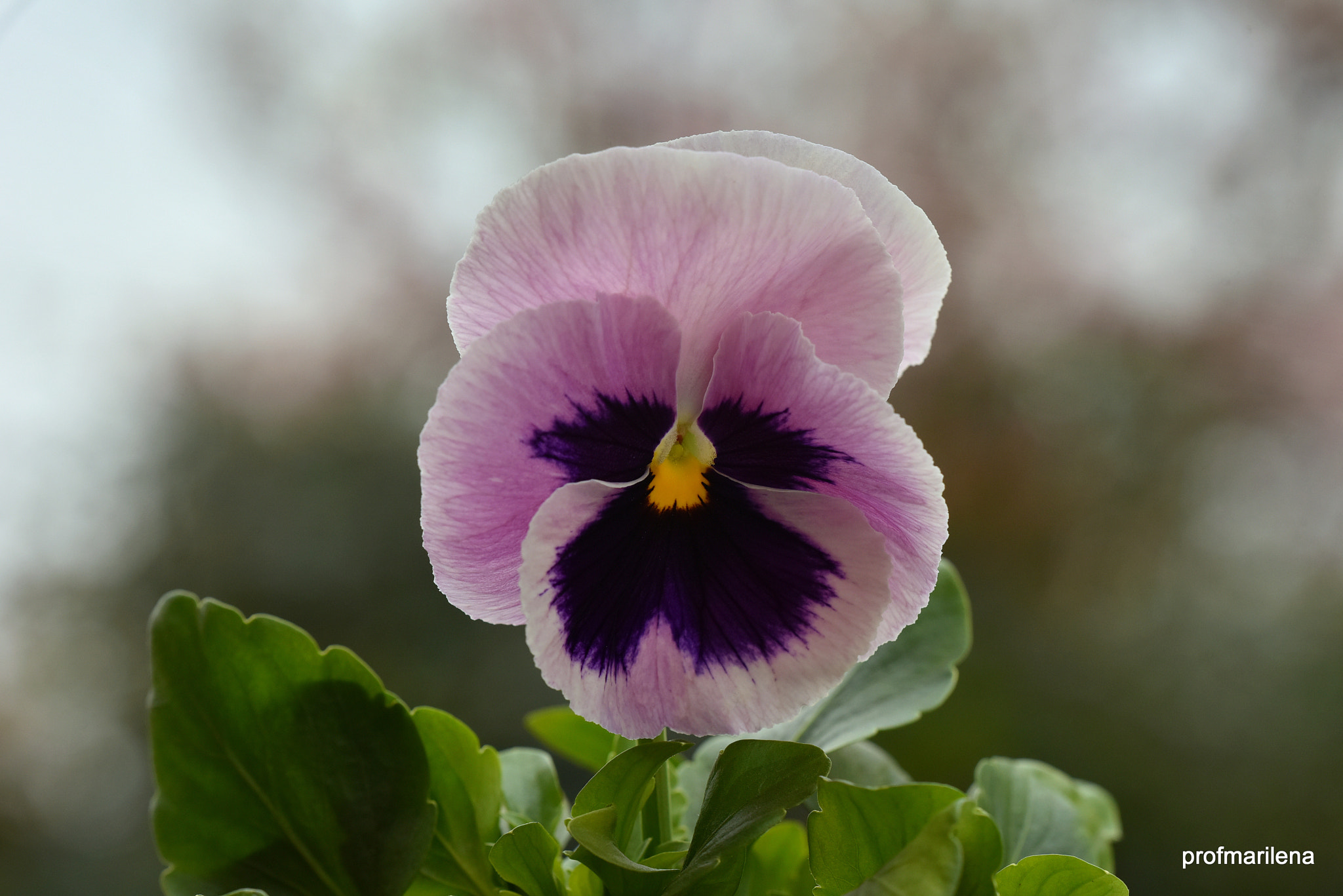 Nikon D810 sample photo. A thoughtful pansy photography