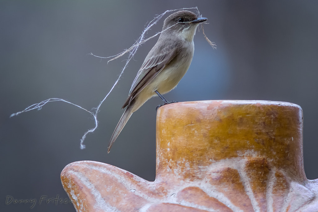 Canon EF 300mm F4L IS USM sample photo. Eastern phoebe photography