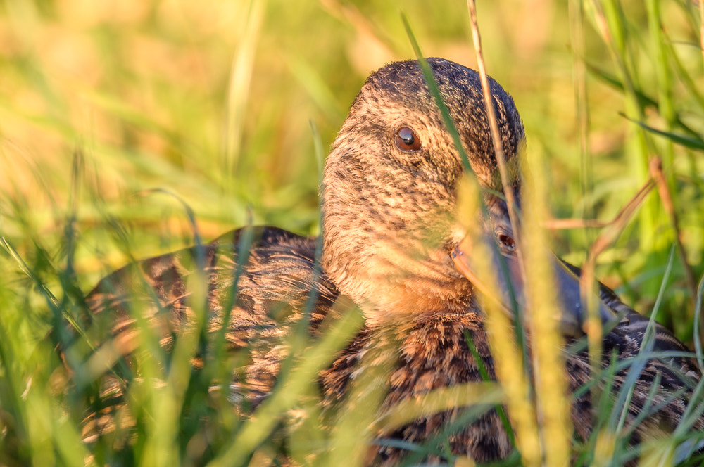 Nikon D5000 + Sigma 150-600mm F5-6.3 DG OS HSM | C sample photo. Duck in the meadow photography