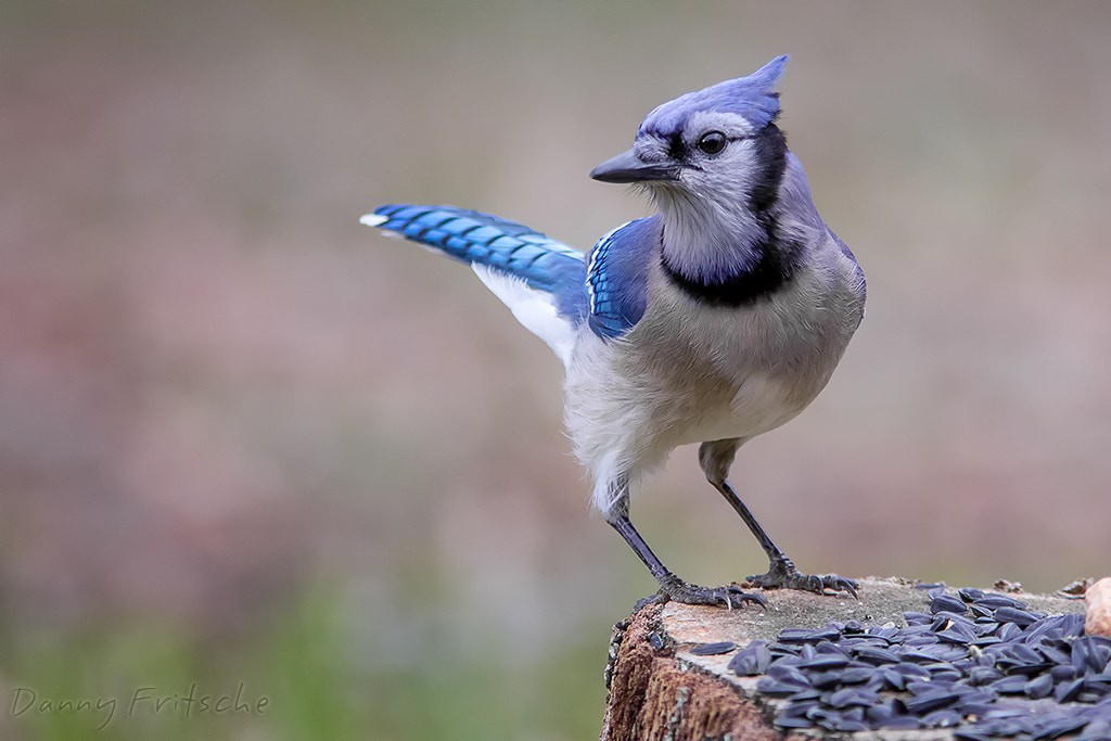 Canon EF 300mm F4L IS USM sample photo. Blue jay photography