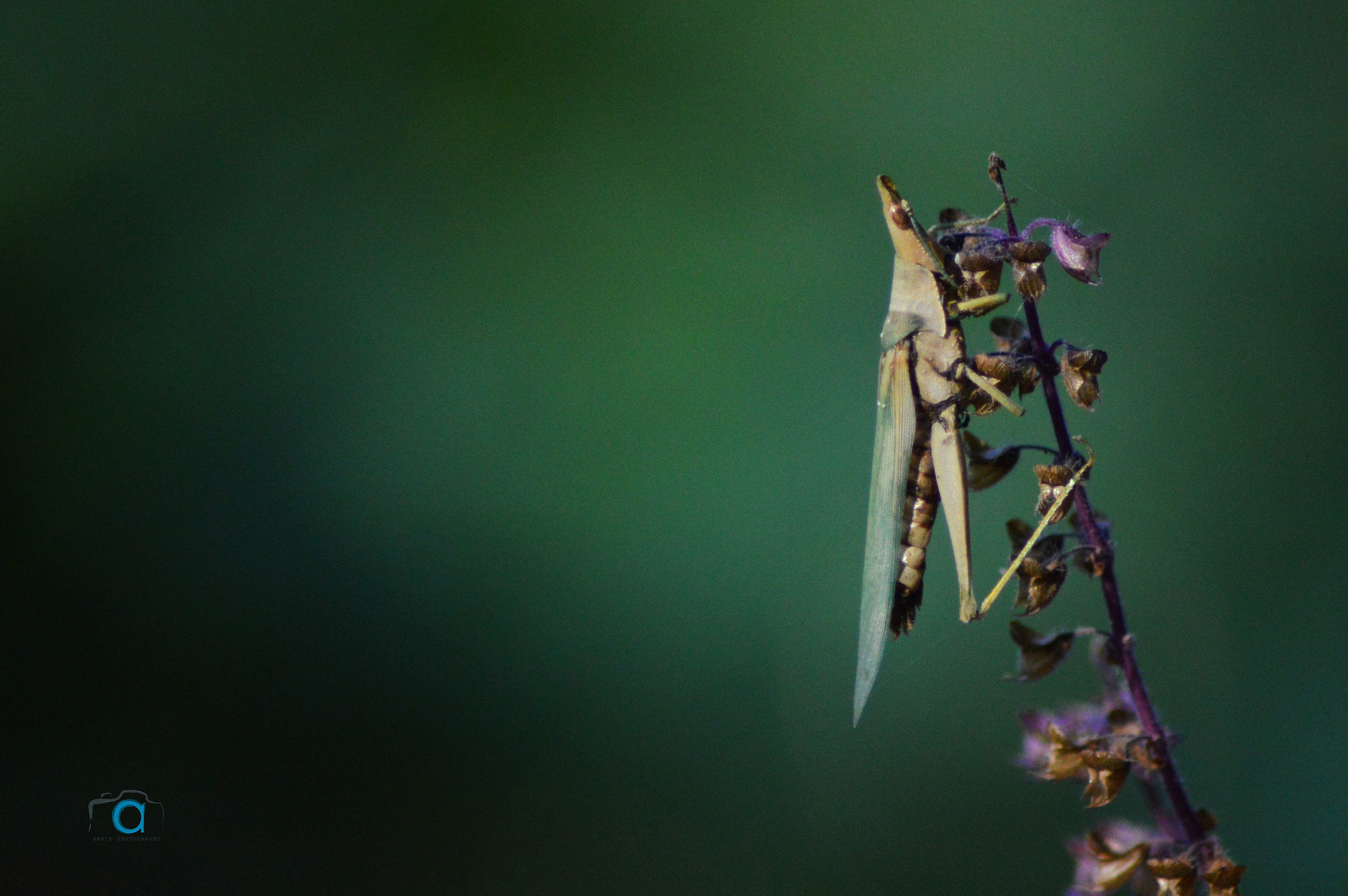 Nikon D3200 sample photo. Grasshopper photography