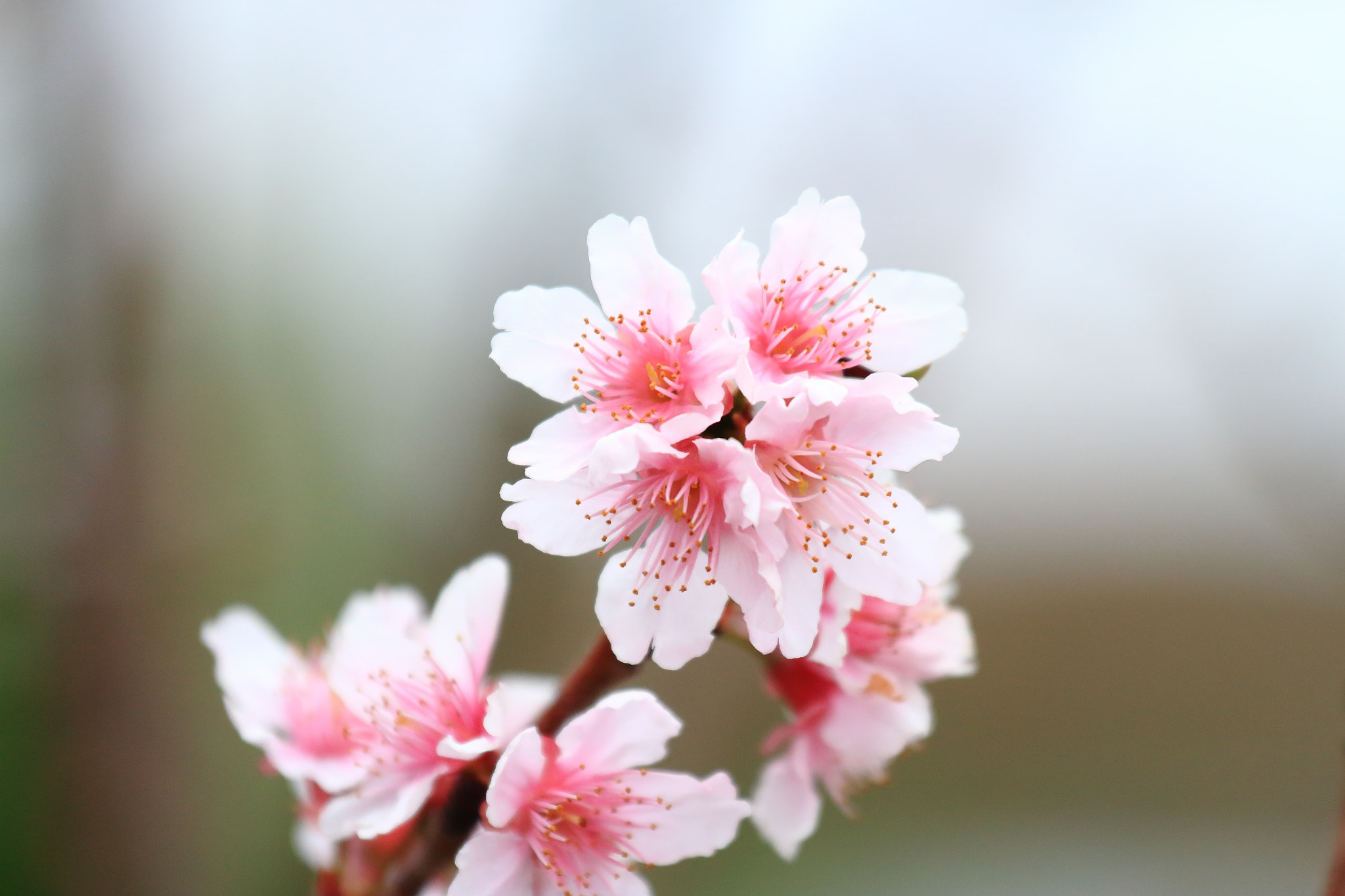 Canon EOS 650D (EOS Rebel T4i / EOS Kiss X6i) sample photo. Img_0846m cherry blossoms. 櫻花. photography