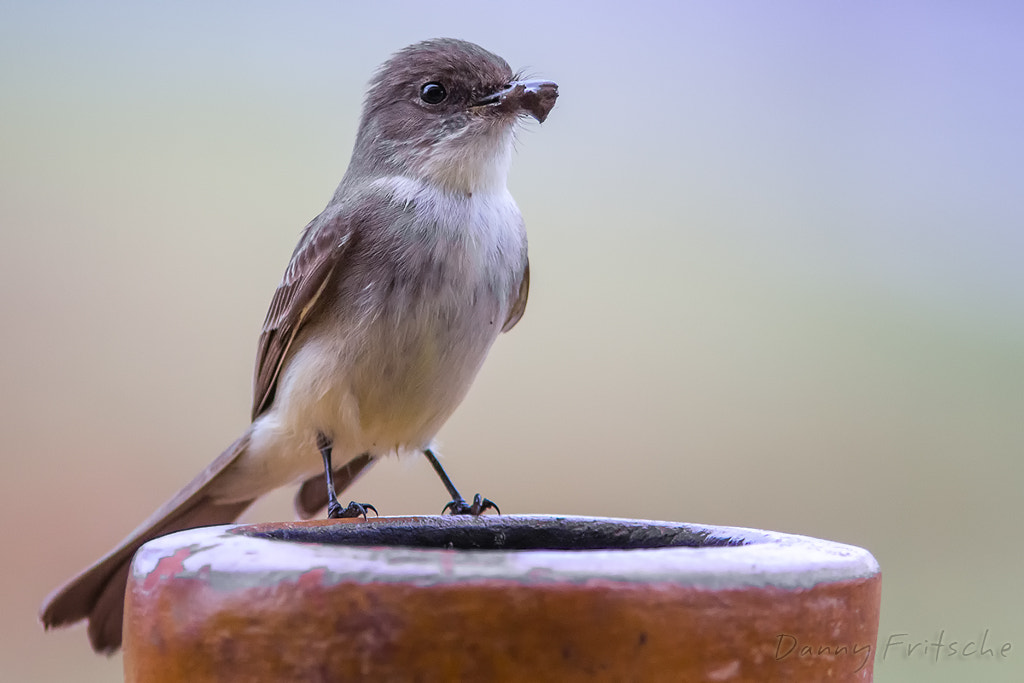 Canon EF 300mm F4L IS USM sample photo. Eastern phoebe photography