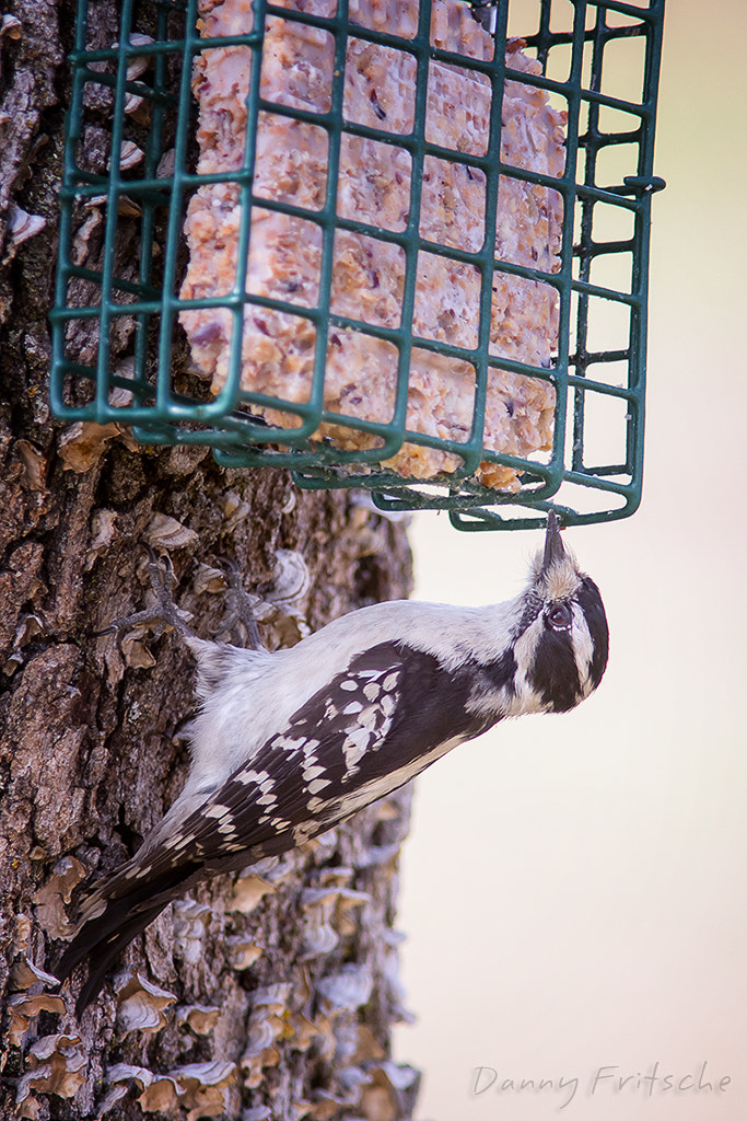 Canon EF 300mm F4L IS USM sample photo. Downy woodpecker - female photography