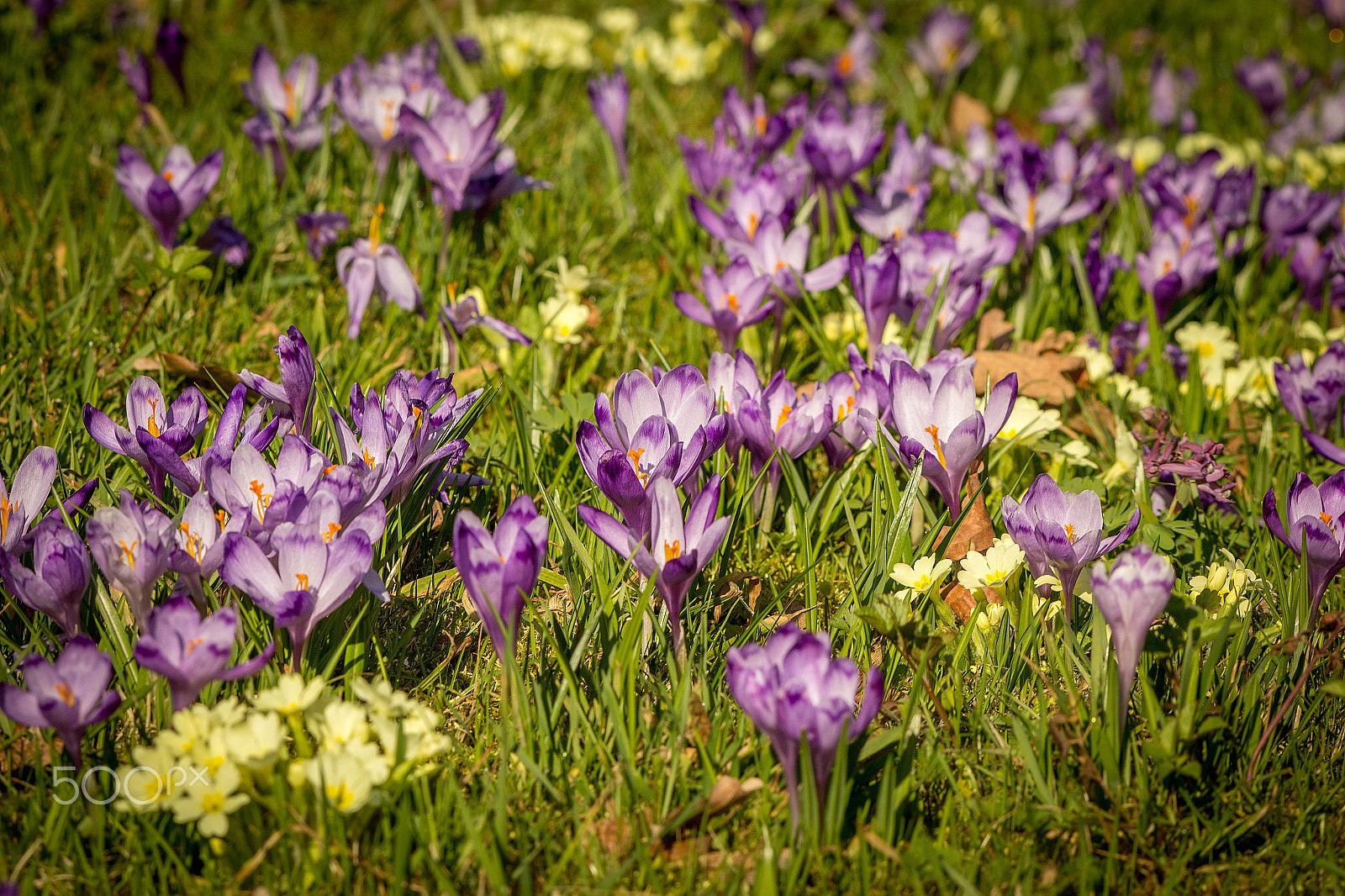 Canon EOS 6D sample photo. Crocus and primulae photography