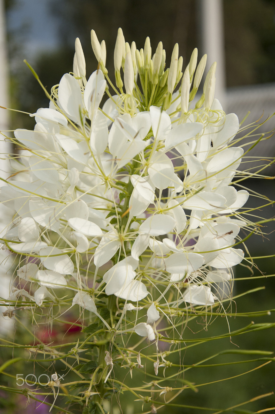 Nikon D40 sample photo. Cleome photography