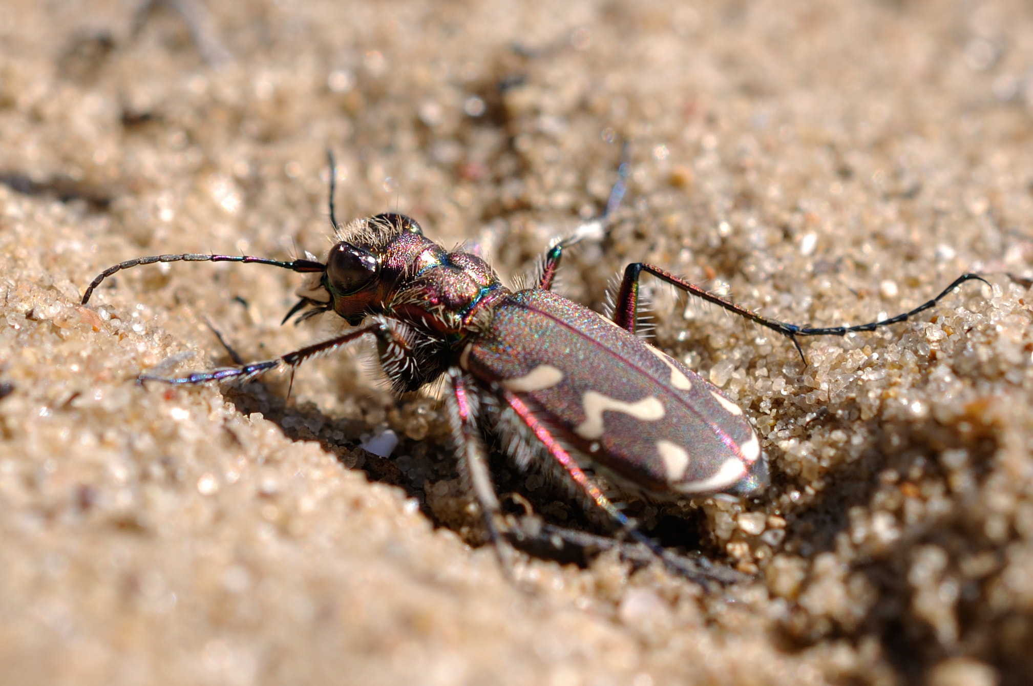 Nikon AF-S DX Micro Nikkor 40mm F2.8 sample photo. Insect photography