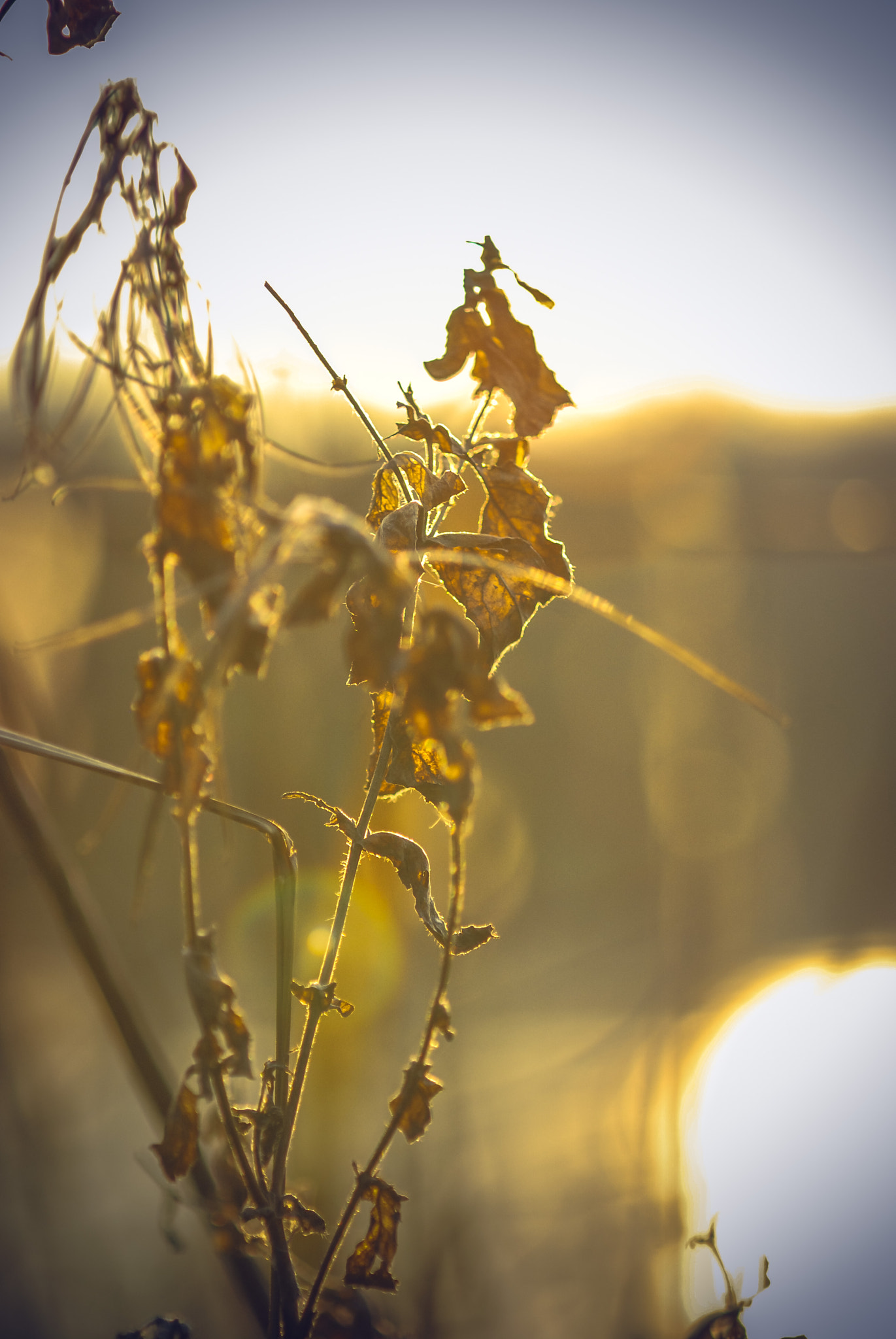 AF Zoom-Nikkor 70-210mm f/4 sample photo. Winter leaves photography