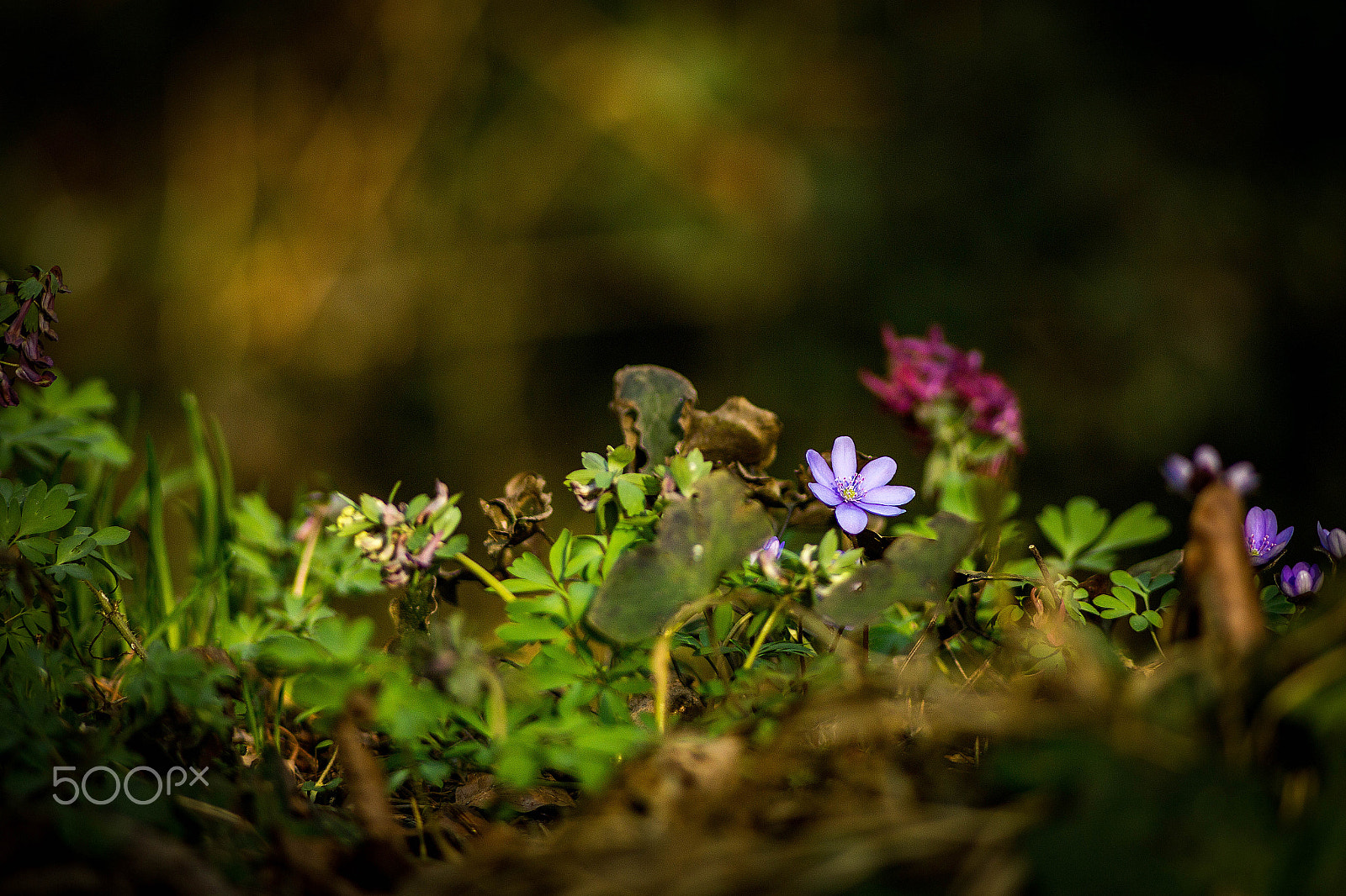 Canon EOS 6D + Canon EF 35-80mm f/4-5.6 sample photo. Fairy tale storries photography