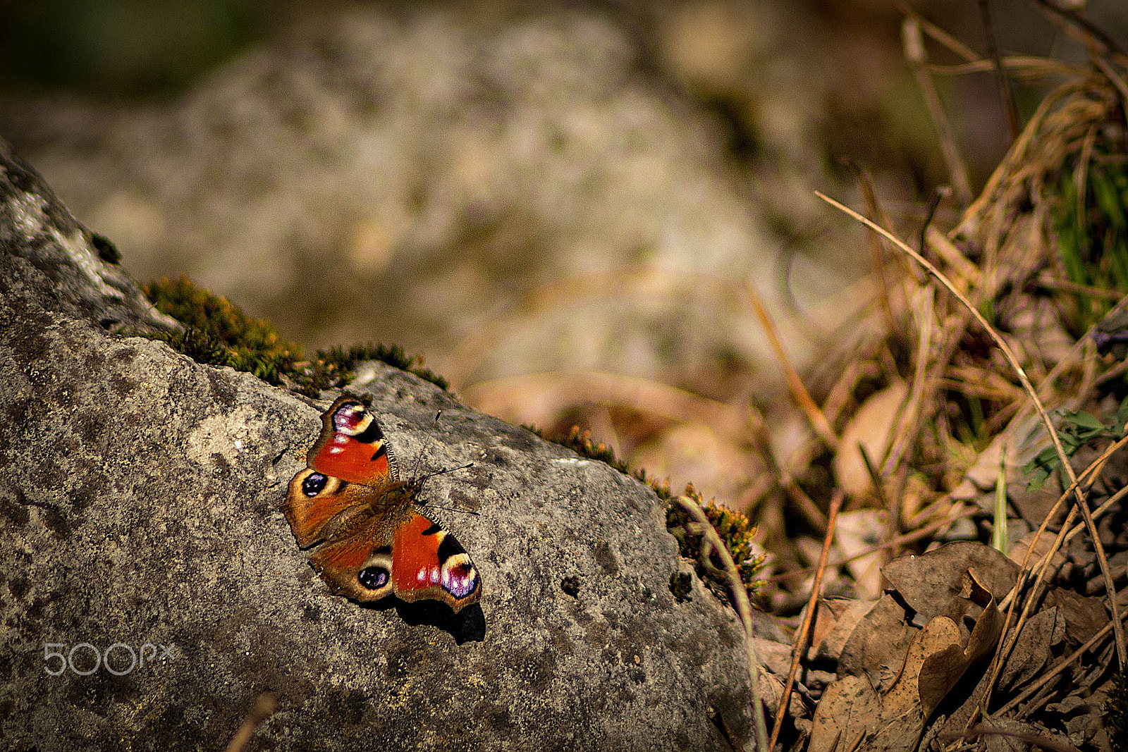 Canon EOS 6D + Canon EF 35-80mm f/4-5.6 sample photo. The peacock photography