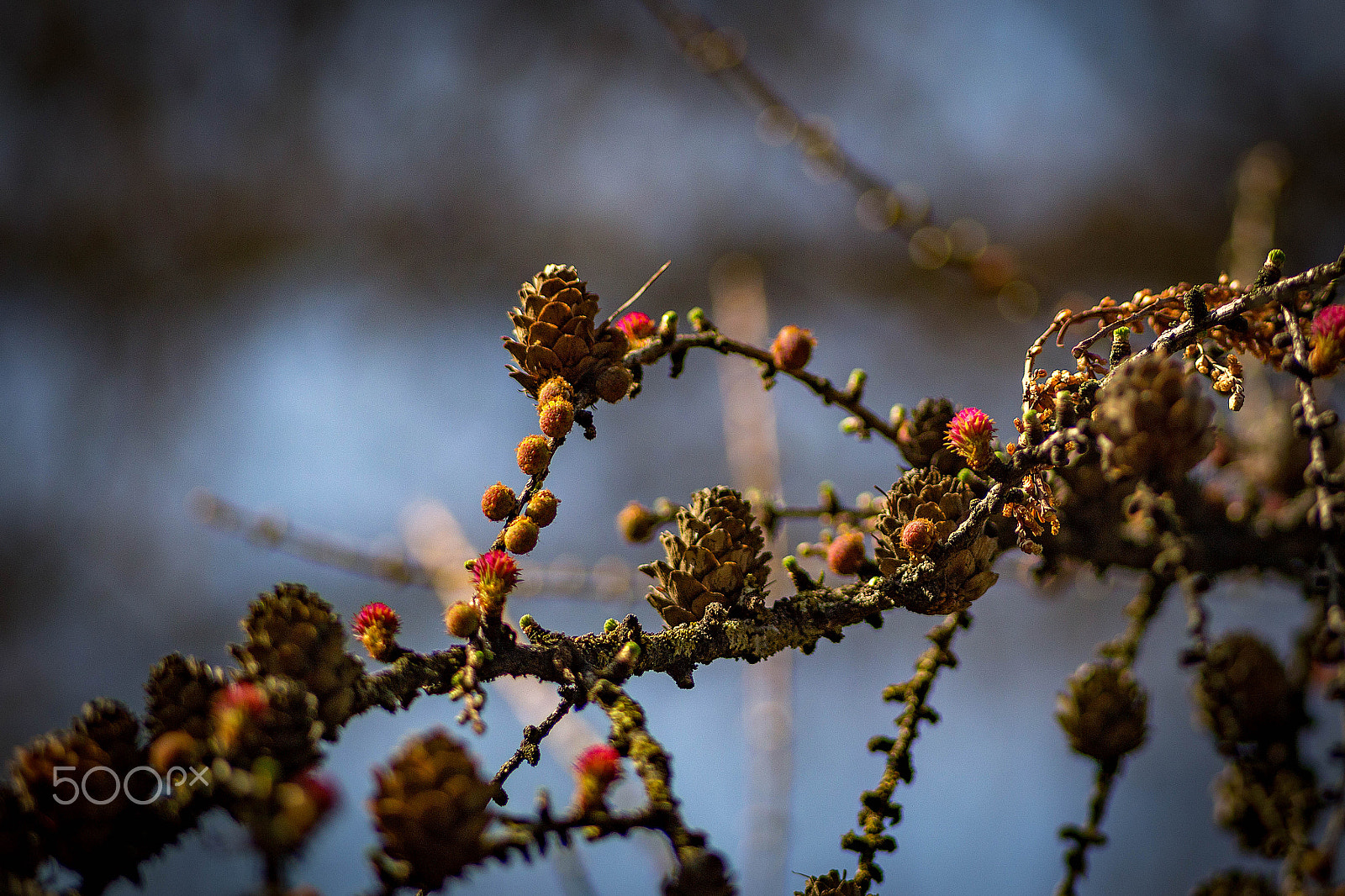 Canon EOS 6D + Canon EF 35-80mm f/4-5.6 sample photo. Larch photography