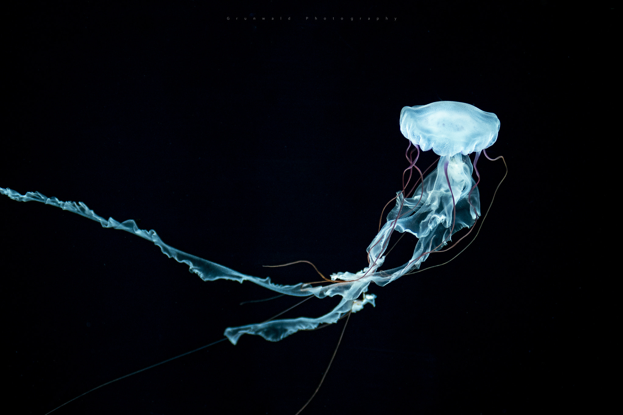 Nikon AF-Nikkor 80-200mm F2.8D ED sample photo. Underwater life photography