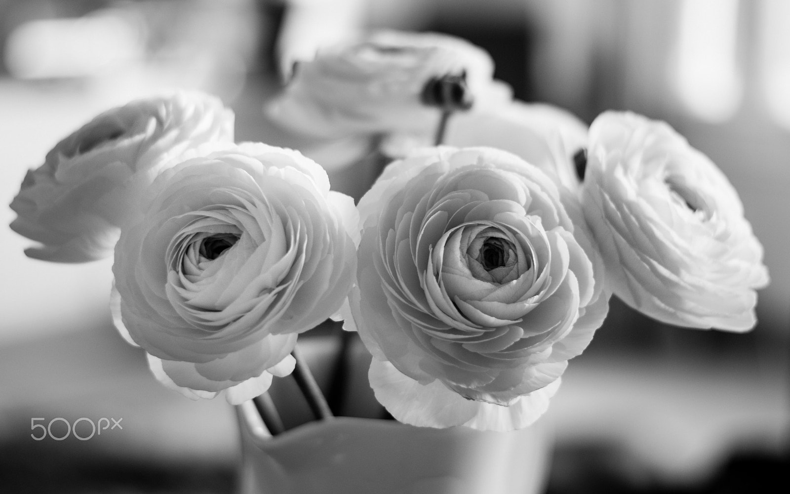 Nikon D5500 + Nikon AF-S Nikkor 50mm F1.8G sample photo. Ranunculus photography