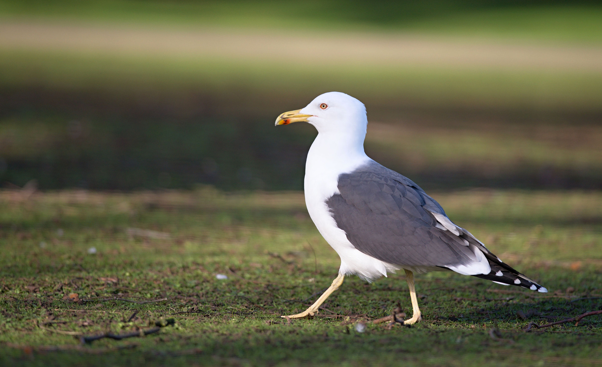 Nikon D610 sample photo. Lesser black-backed gull photography