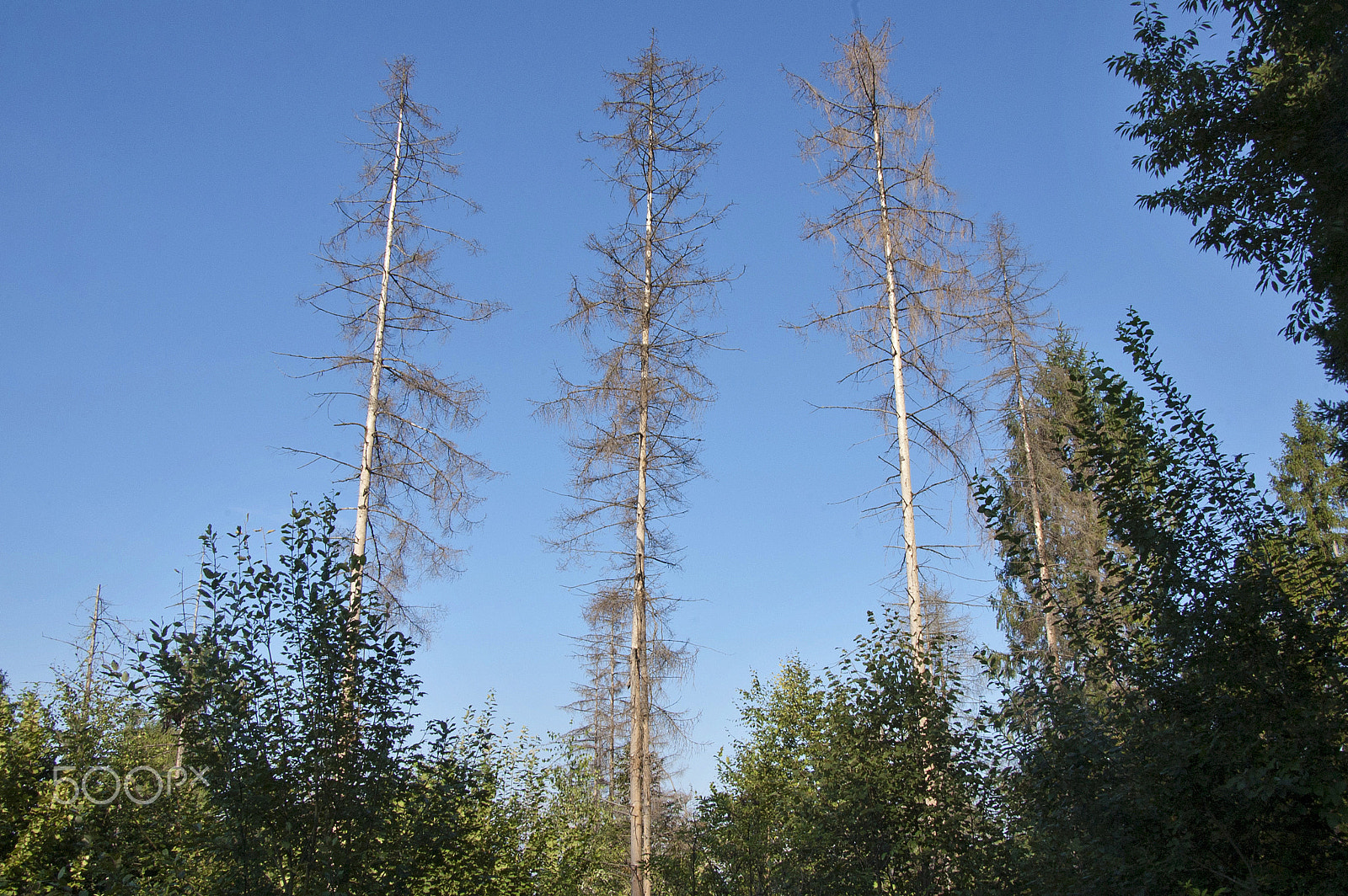 Nikon D40 sample photo. Dead firs photography