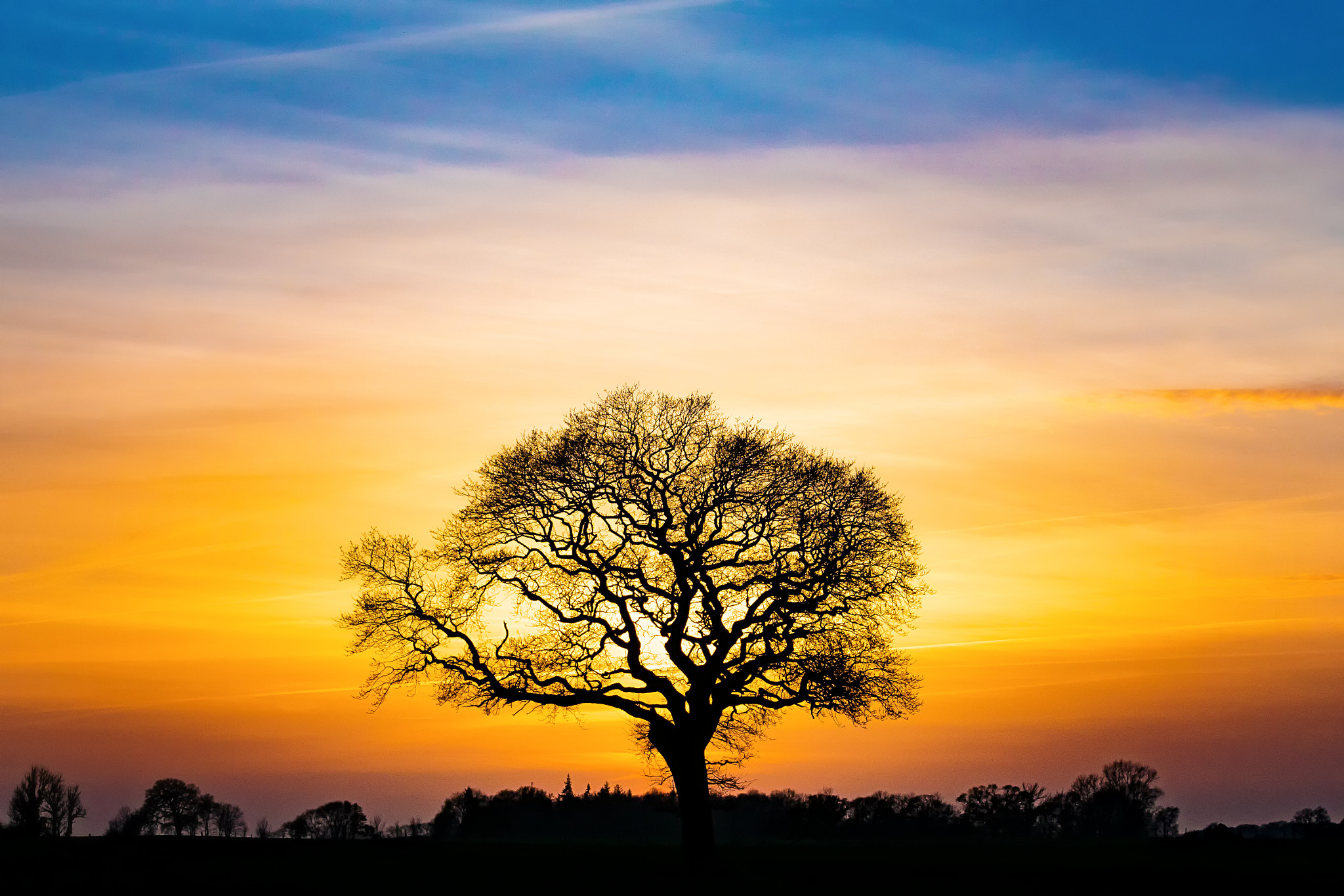 Sony ILCA-77M2 sample photo. Tree in the sundown photography