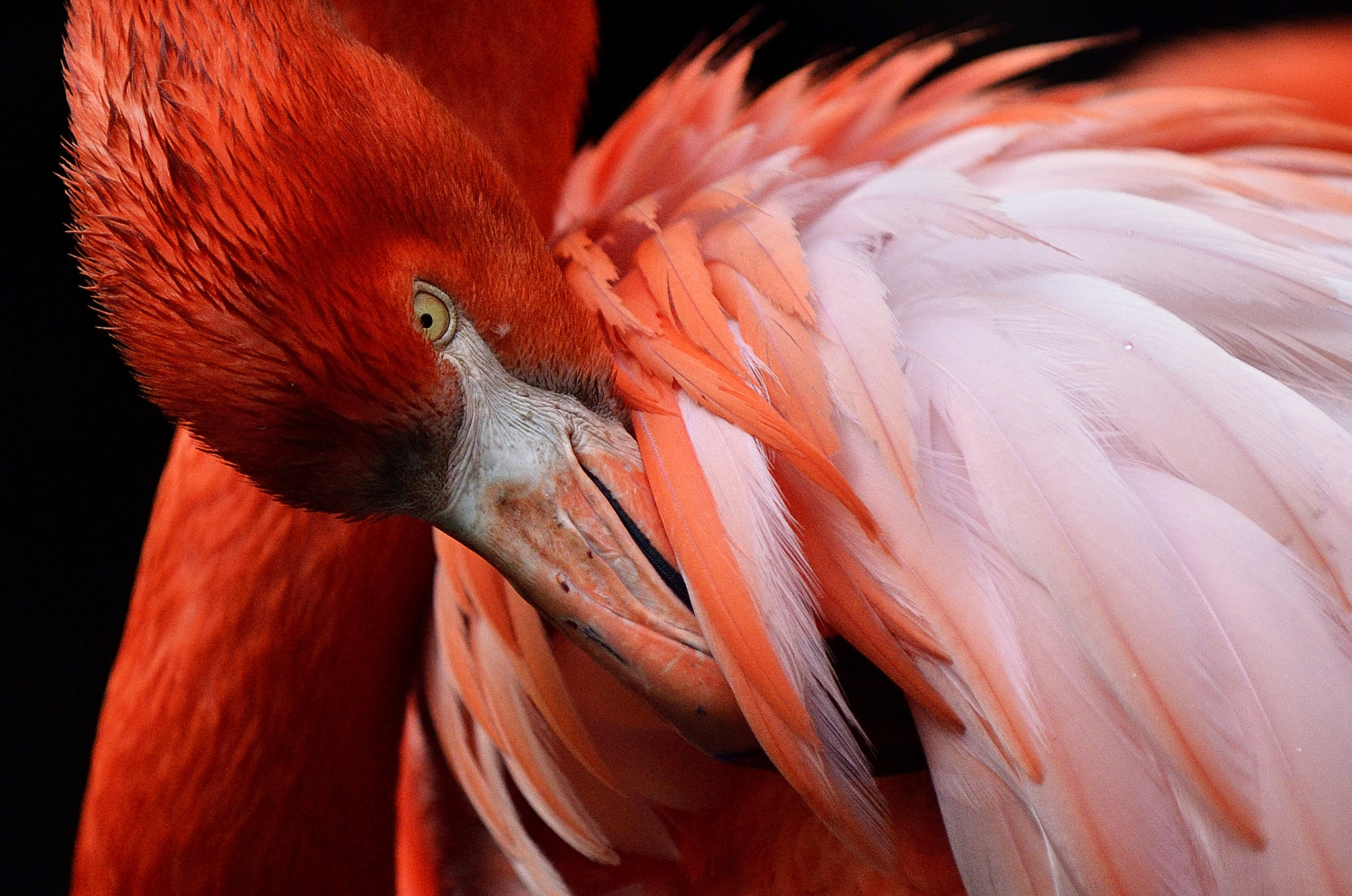 Nikon D7000 + Nikon AF-S Nikkor 70-200mm F2.8G ED VR sample photo. Cuban flamingo (phoenicopterus ruber) photography