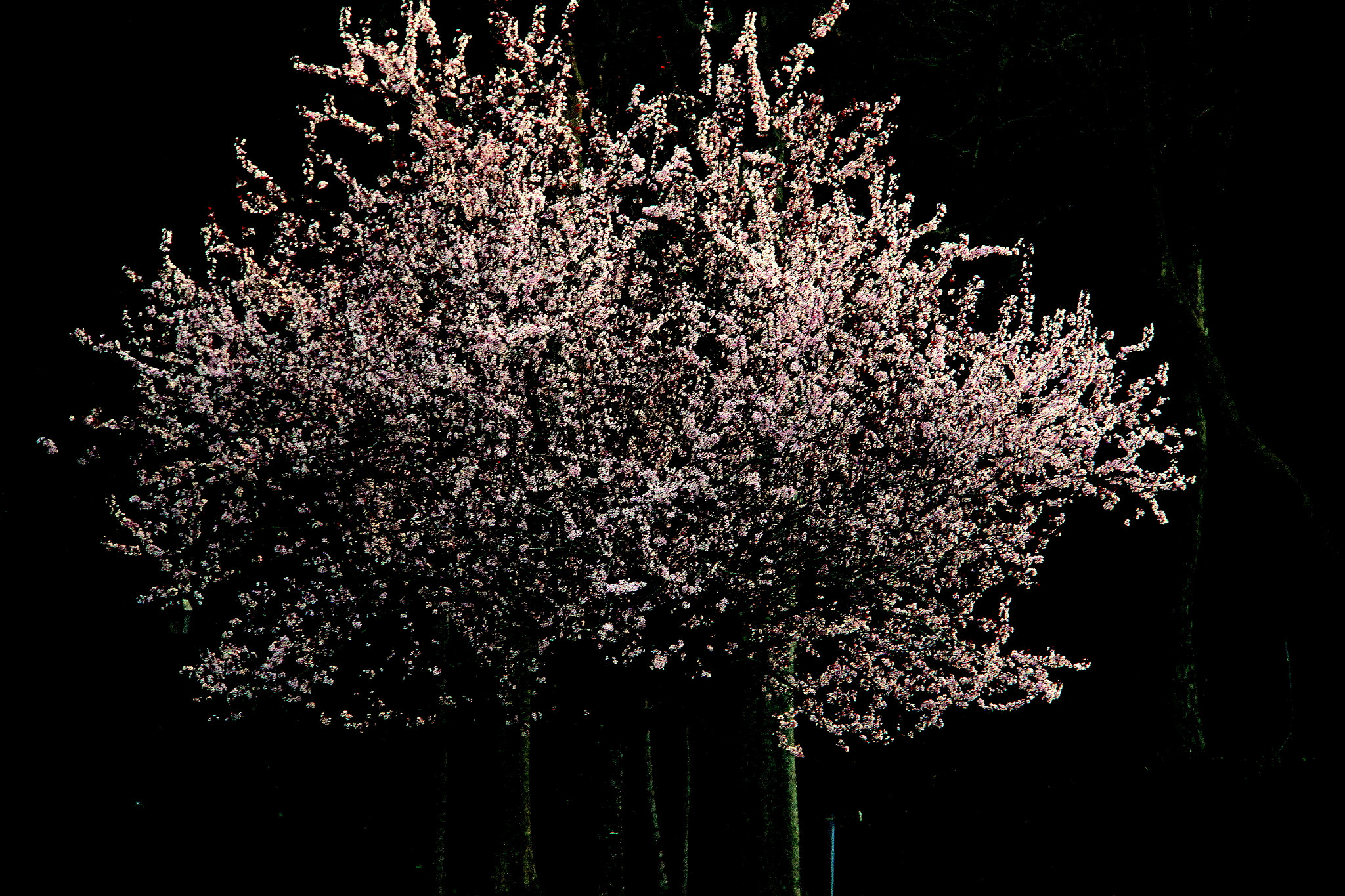 Canon EF-S 18-200mm F3.5-5.6 IS sample photo. Blossom photography