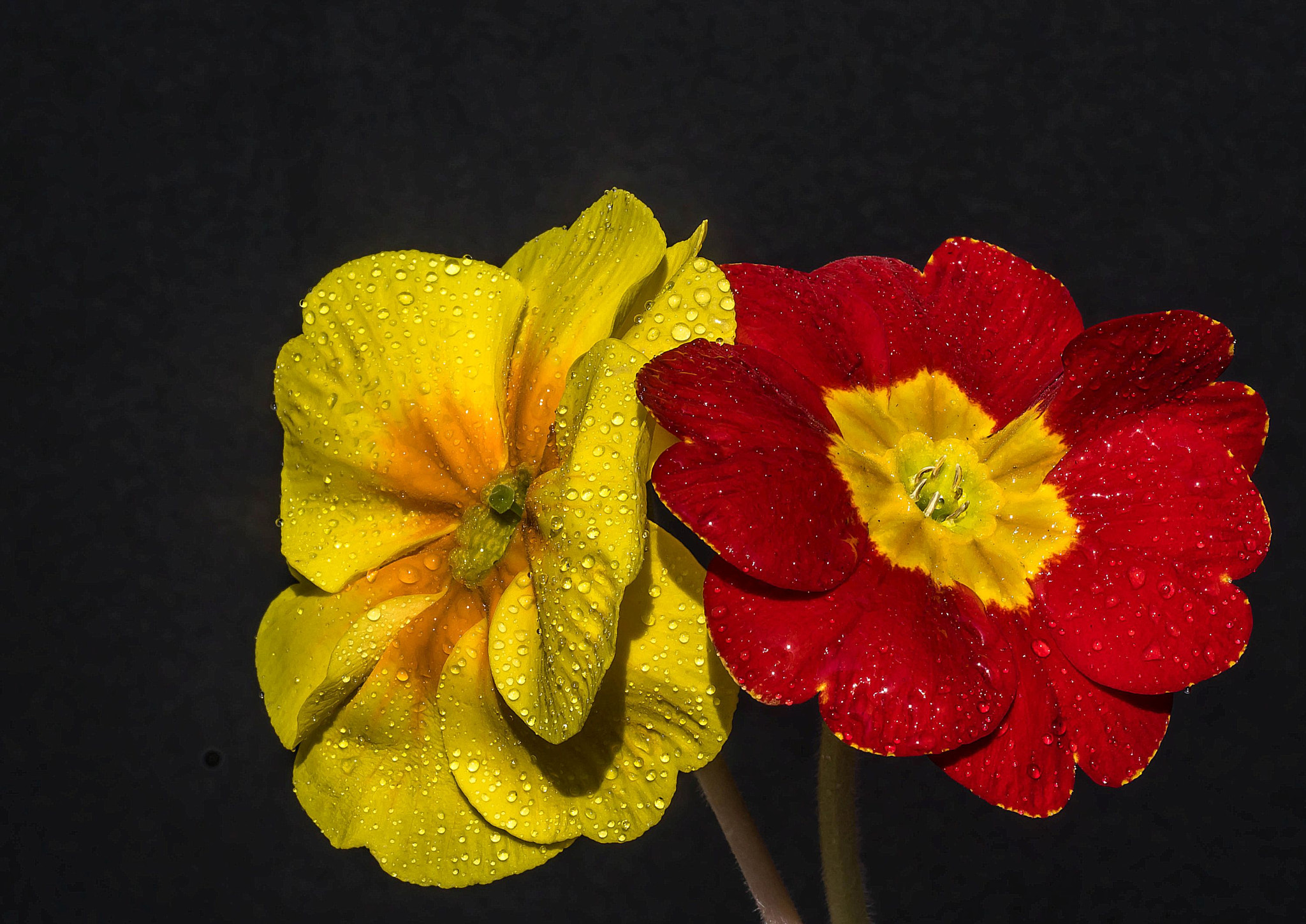 Sony a7R + Sony FE 90mm F2.8 Macro G OSS sample photo. Primula photography