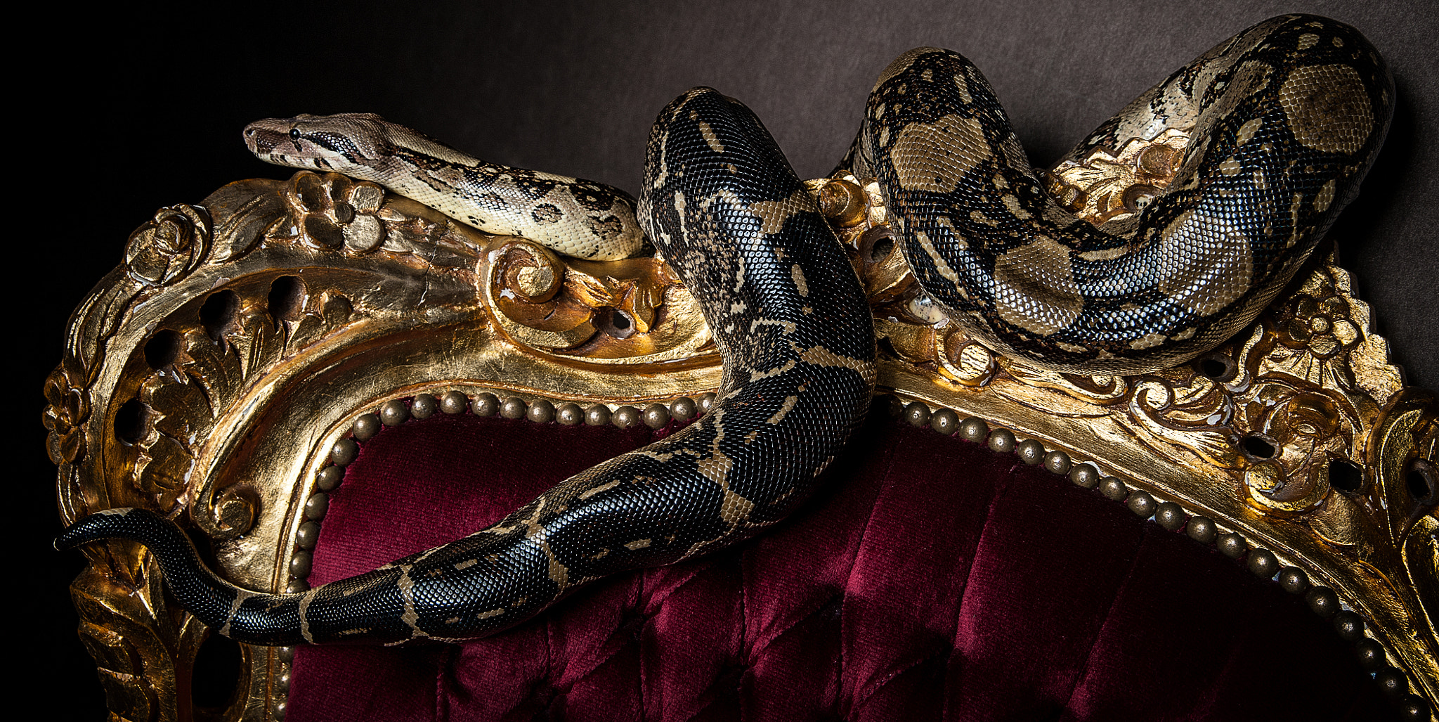 Nikon D700 sample photo. Meandering snake photography