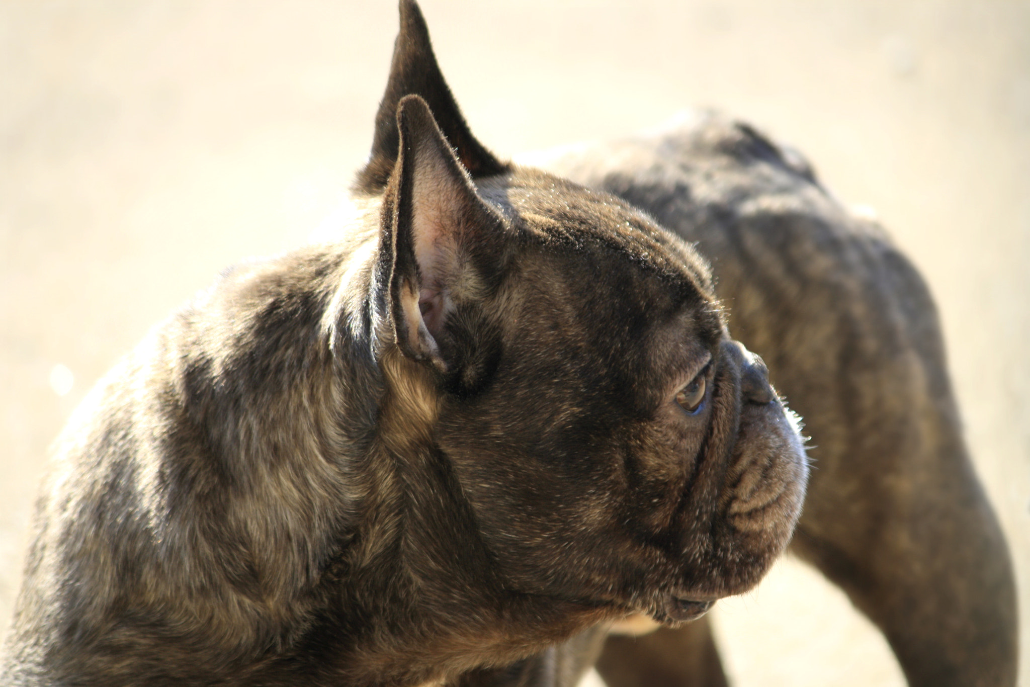 Canon EF-S 55-250mm F4-5.6 IS sample photo. Guard dog duty photography
