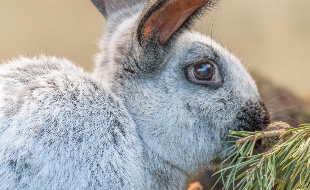 Nikon D7200 sample photo. Rabbit photography