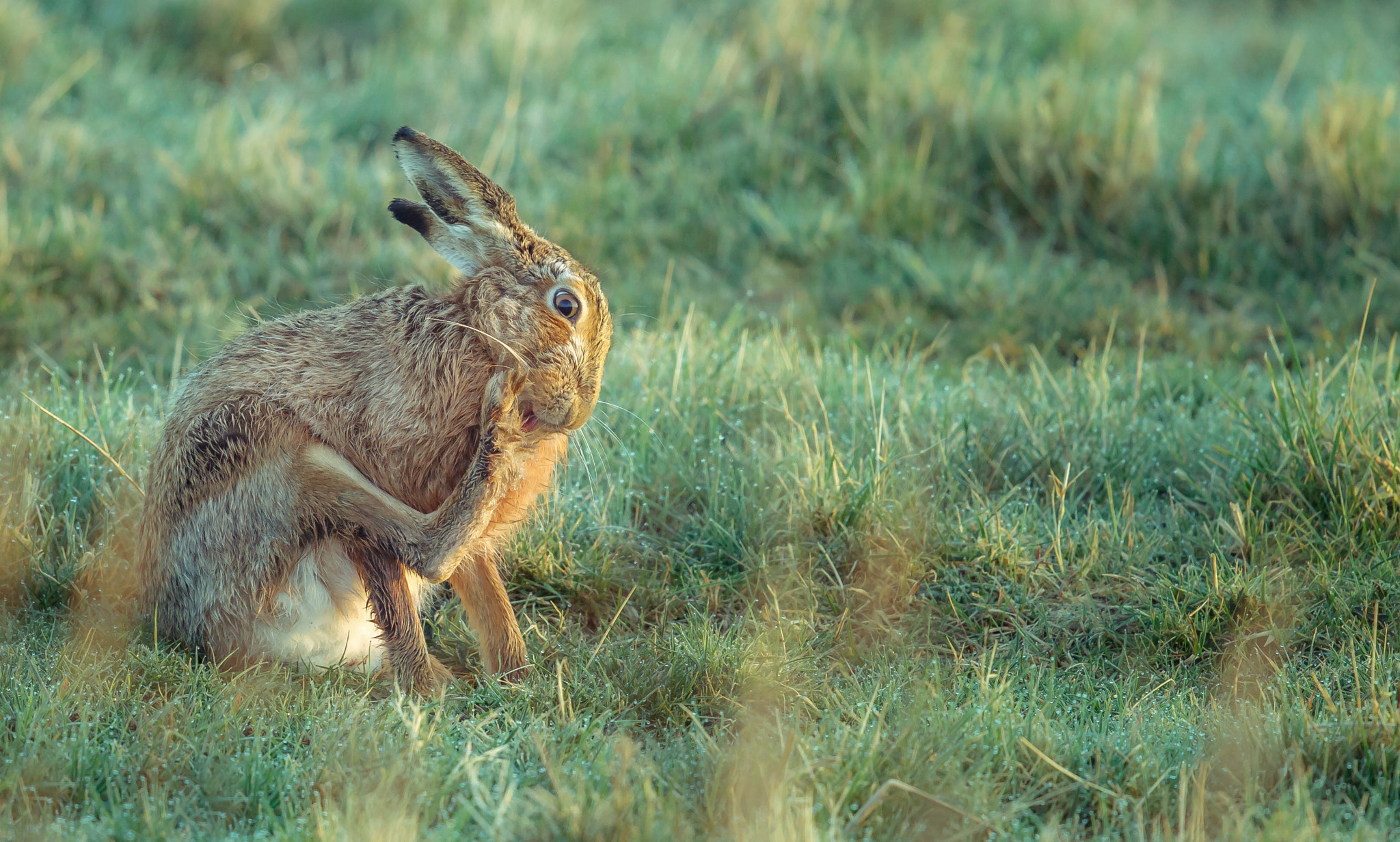 Canon EF 500mm F4L IS II USM sample photo. Hare photography