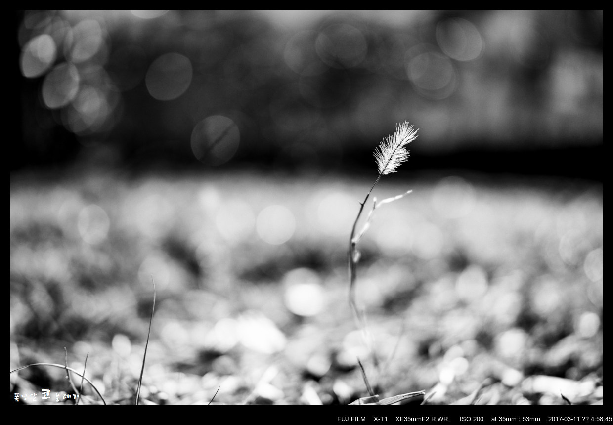 Fujifilm X-T1 + Fujifilm XF 35mm F2 R WR sample photo. Bokeh test photography