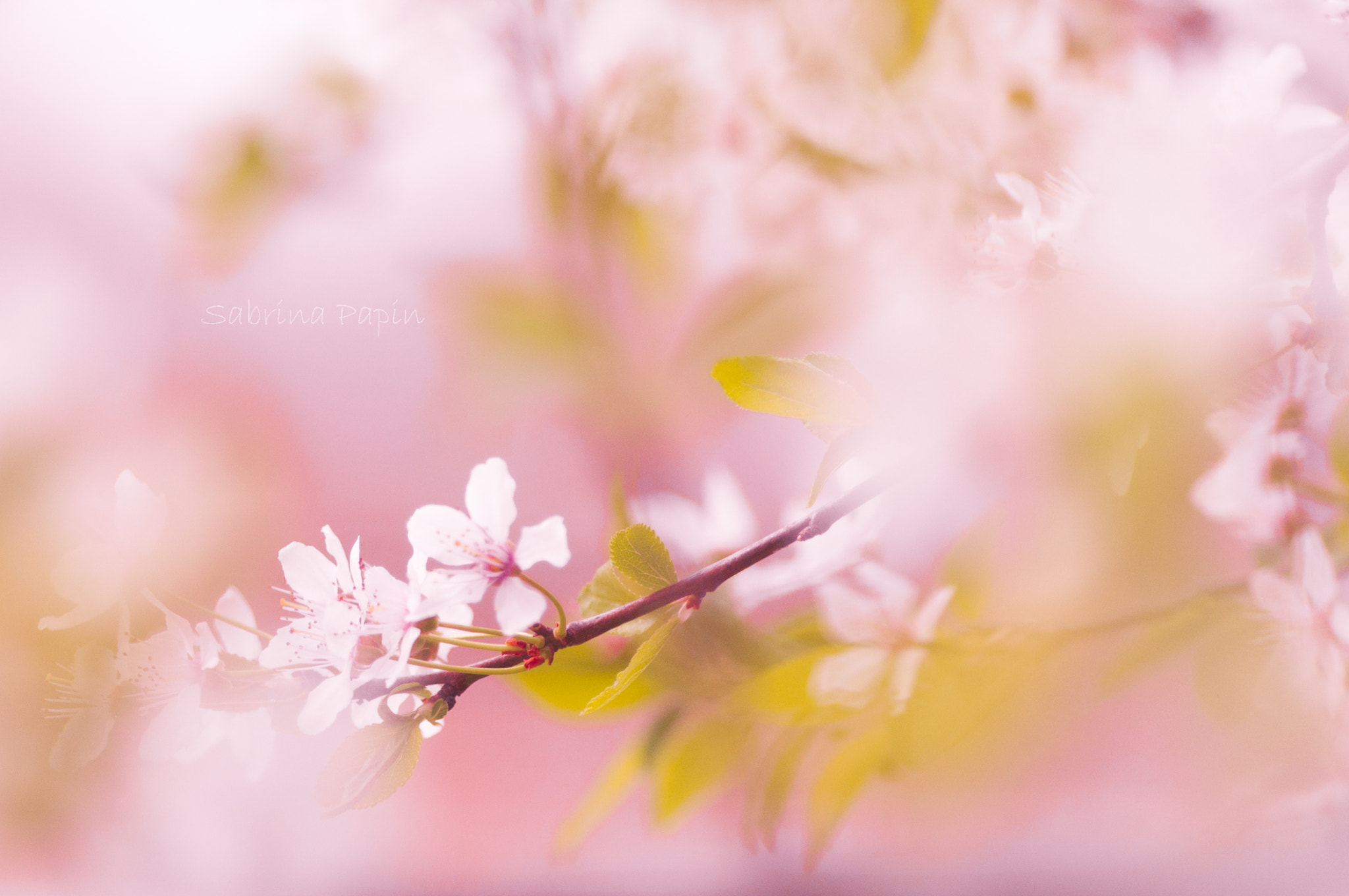 Nikon D90 sample photo. Blossom photography