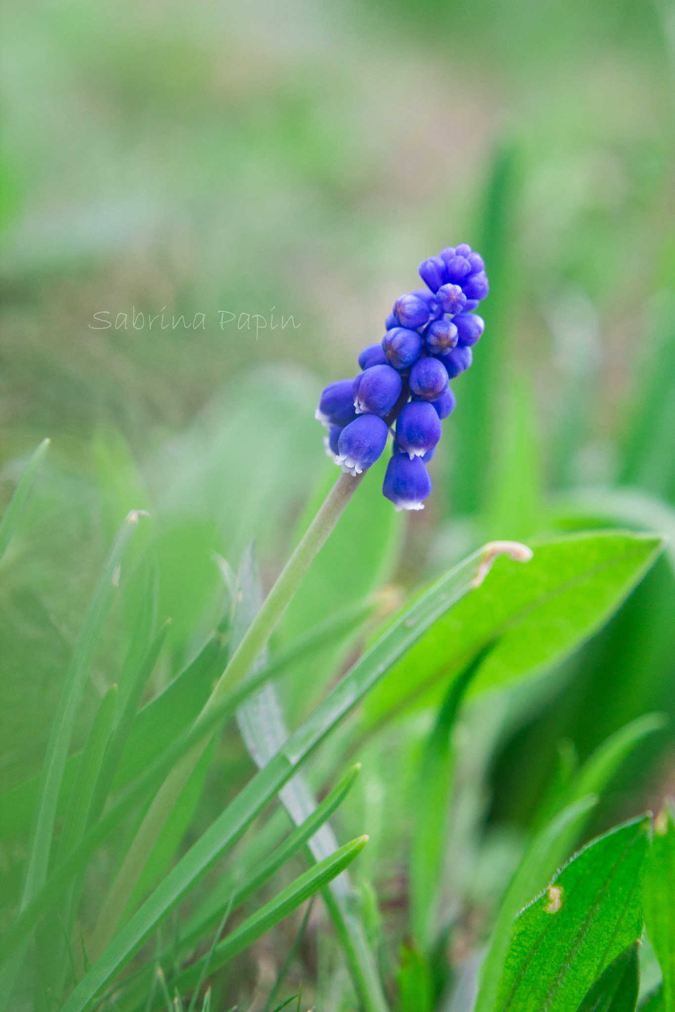 Canon EOS 550D (EOS Rebel T2i / EOS Kiss X4) + Canon EF 50mm F1.8 STM sample photo. Muscari photography