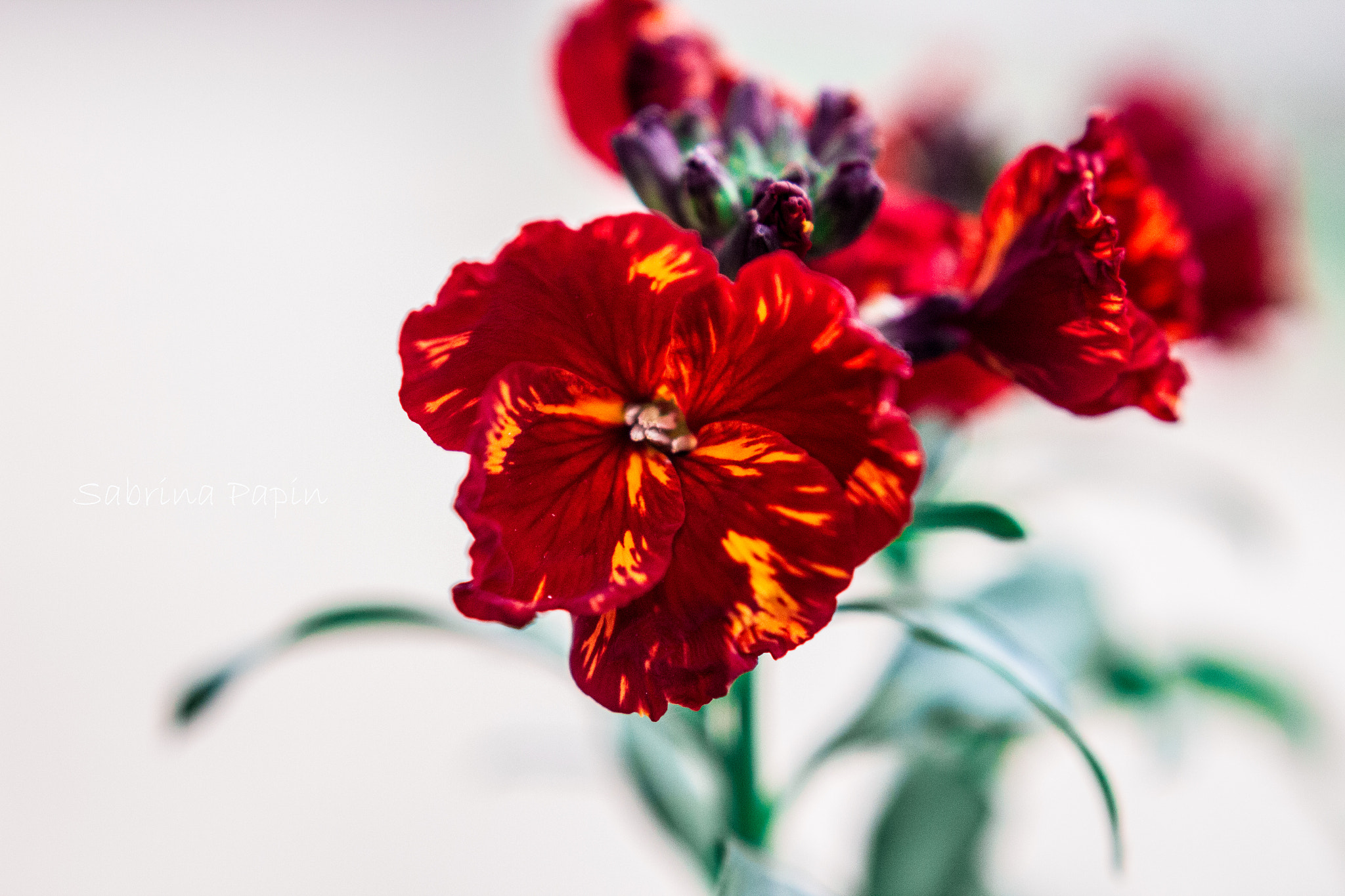 Canon EOS 550D (EOS Rebel T2i / EOS Kiss X4) + Canon EF 50mm F1.8 STM sample photo. Oeillet d'inde photography