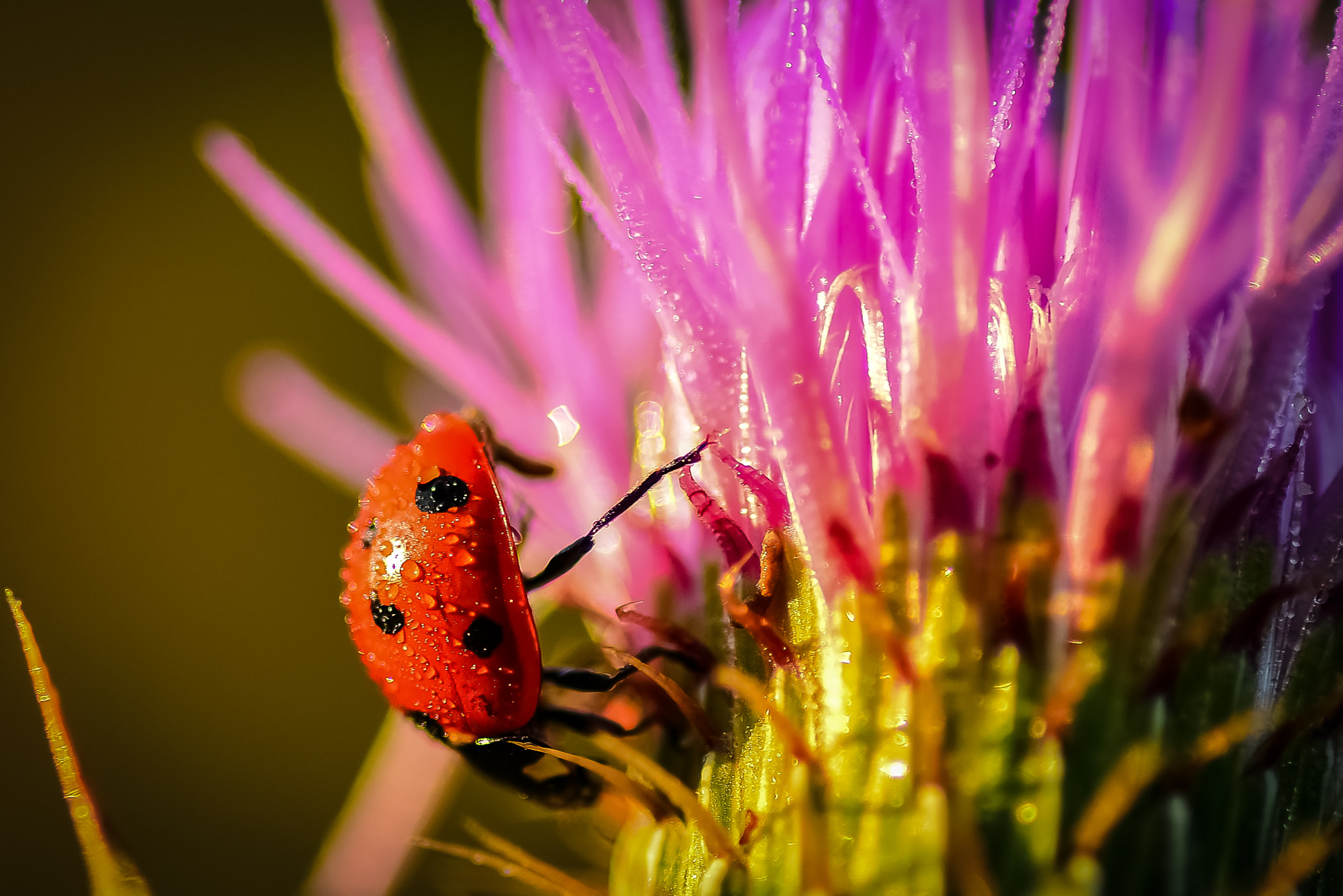 Nikon D7200 + Tokina AT-X Pro 100mm F2.8 Macro sample photo. Ladybug photography