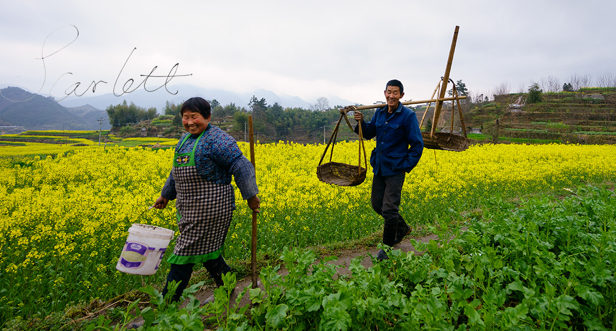 Sony a7 + Sony Vario-Tessar T* FE 16-35mm F4 ZA OSS sample photo. Stepping on the field of hope photography