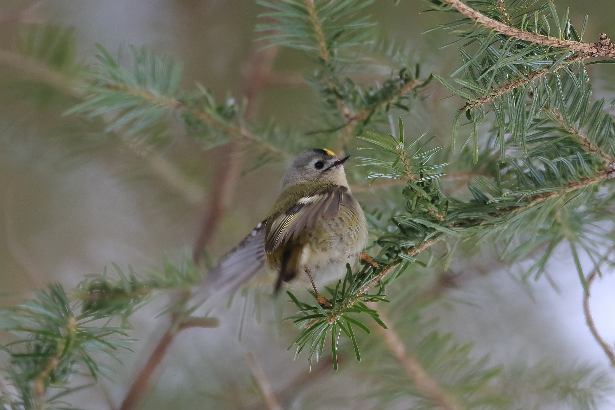 Canon EOS 7D Mark II + Canon EF 500mm F4L IS USM sample photo. Regulus regulus photography