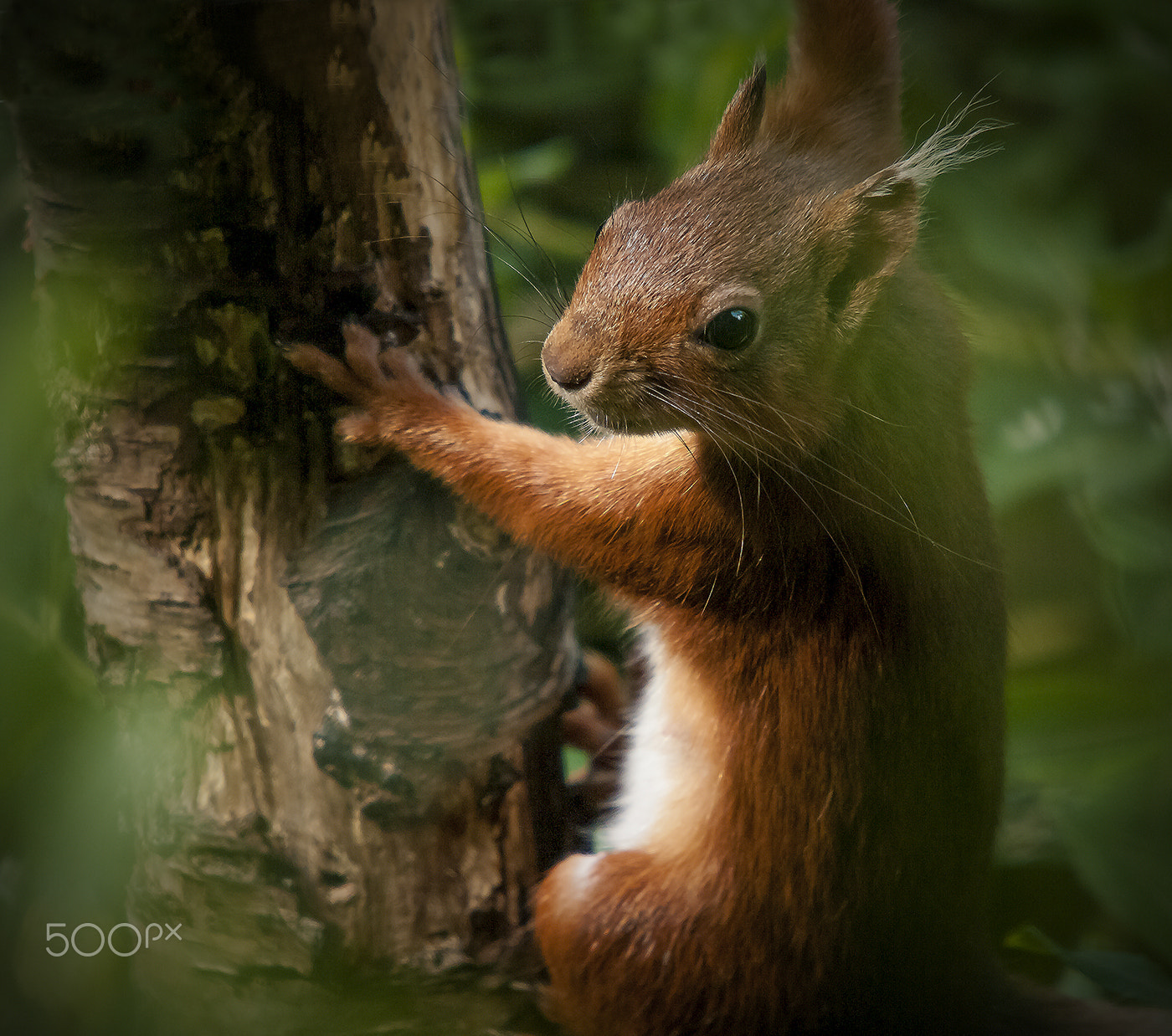 Pentax K20D + Sigma sample photo. "through the trees" ken dee, scotland, july 2016 photography