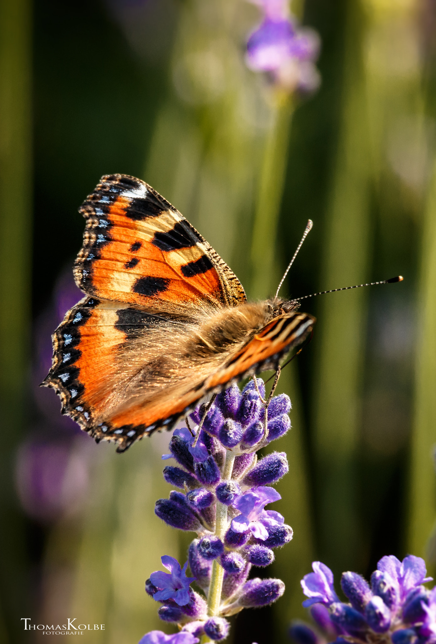 Canon EOS 70D + Canon EF 70-200mm F4L IS USM sample photo. Schmetterling photography