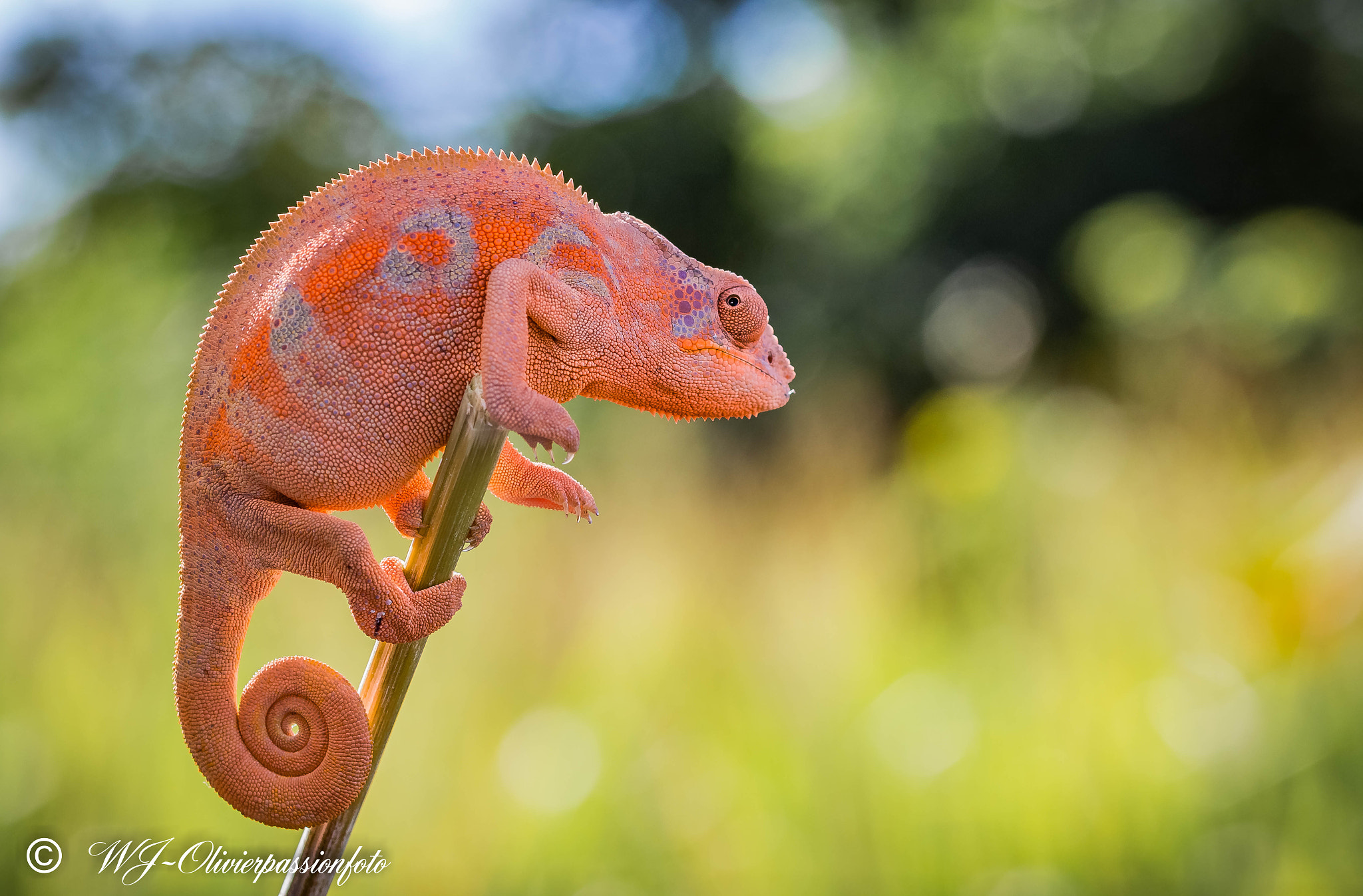 Sigma 105mm F2.8 EX DG OS HSM sample photo. Femelle caméléon photography