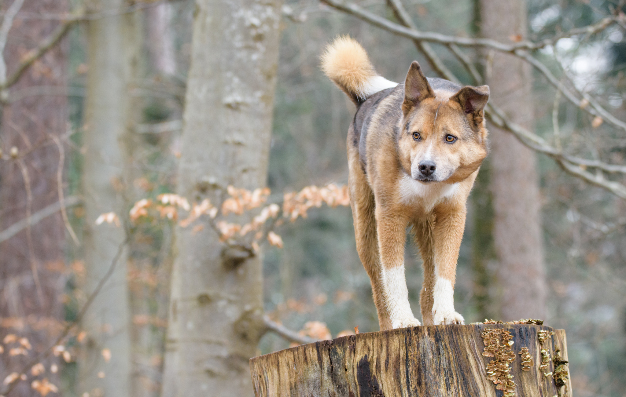 Nikon D7200 + Sigma 150-600mm F5-6.3 DG OS HSM | C sample photo. Four-legged on the tree stump photography