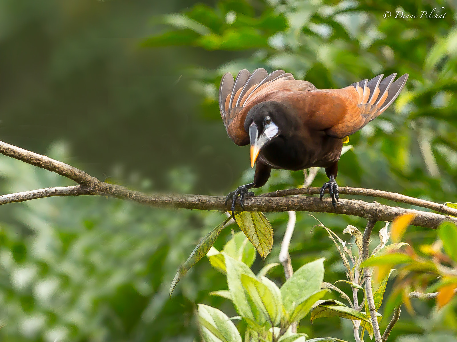 Canon EF 300mm F2.8L IS II USM sample photo. Montezuma oropendola - cassique de montézuma photography