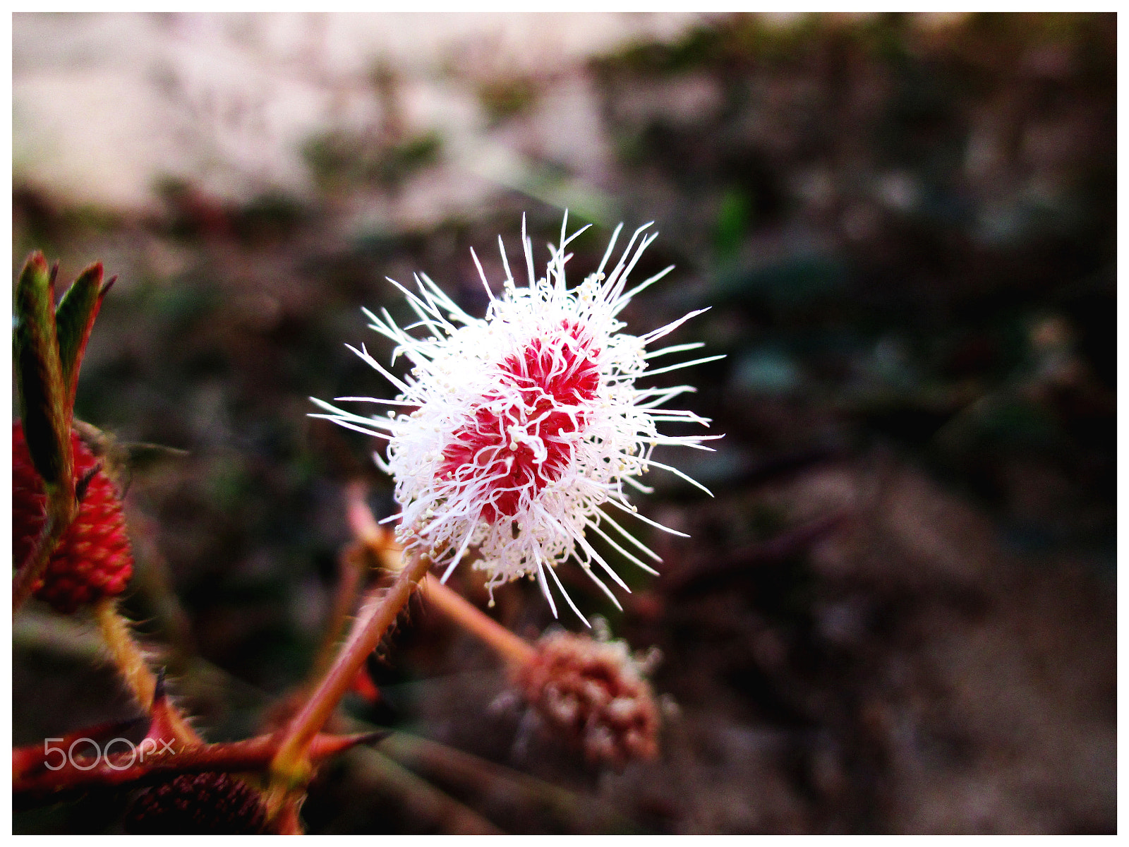 Canon PowerShot A4000 IS sample photo. Flower photography