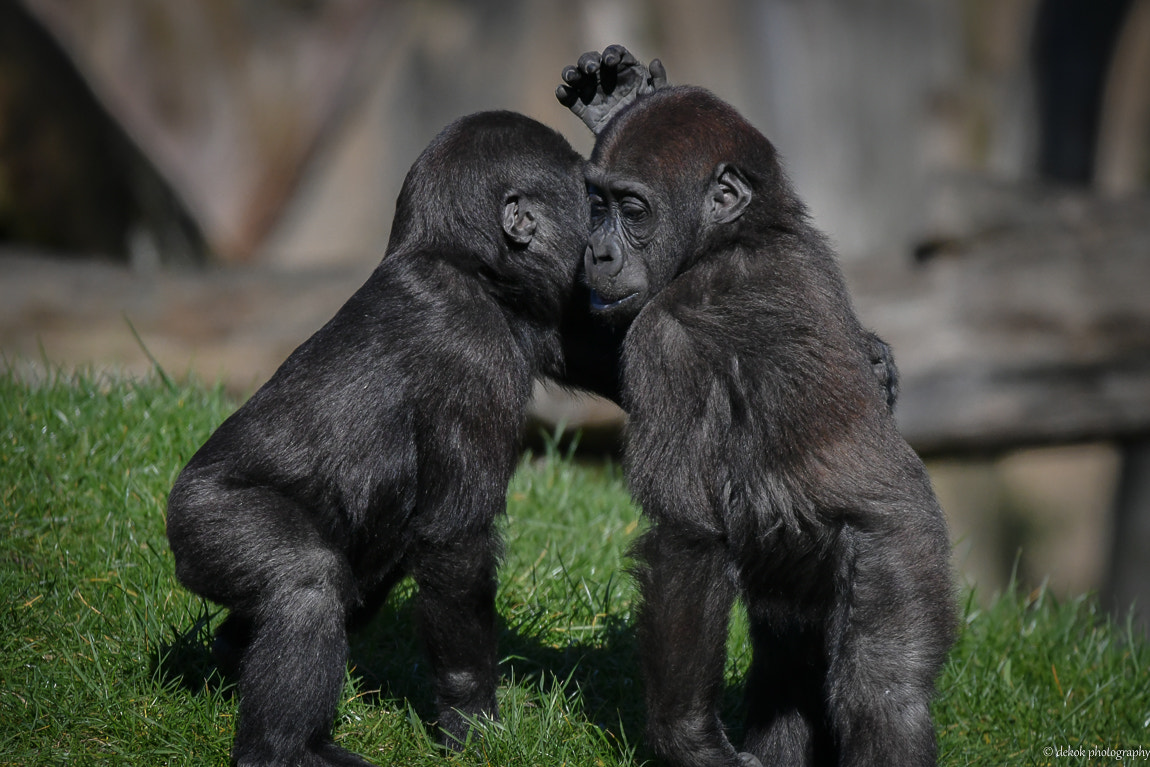 Sigma 150-600mm F5-6.3 DG OS HSM | C sample photo. Hello time no see my friend photography