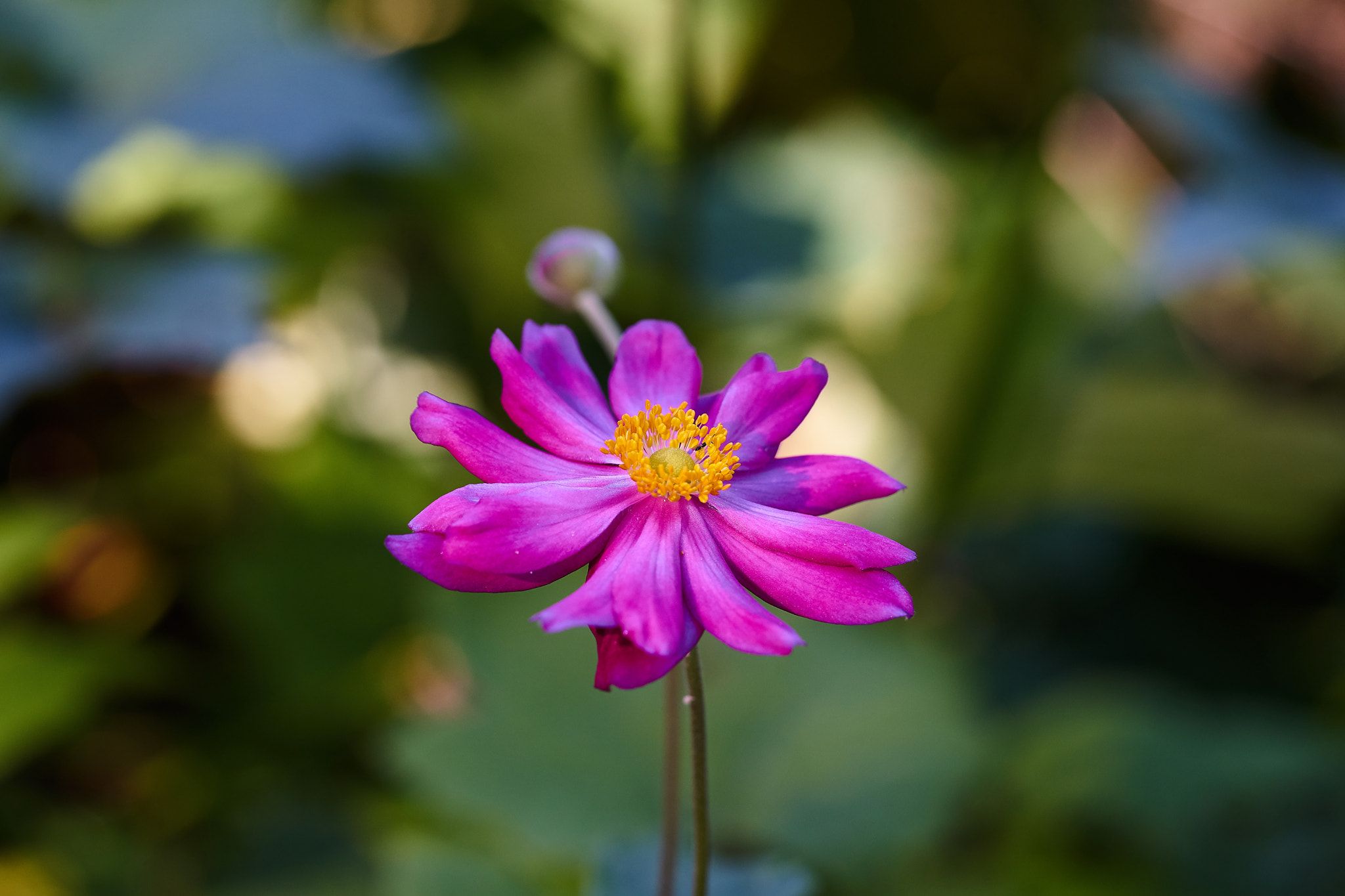 Sony FE 90mm F2.8 Macro G OSS sample photo. Ml_170318_06 photography