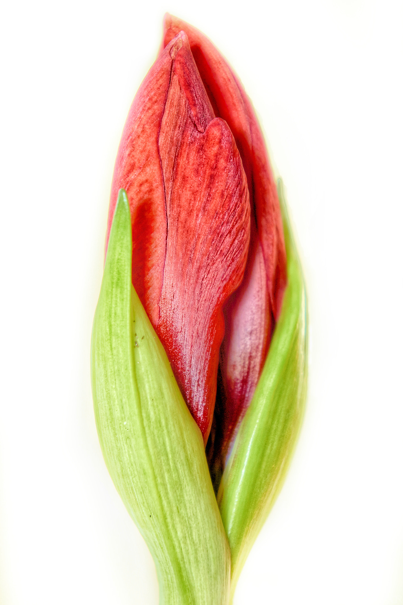 Sony E 18-55mm F3.5-5.6 OSS sample photo. Amaryllis photography