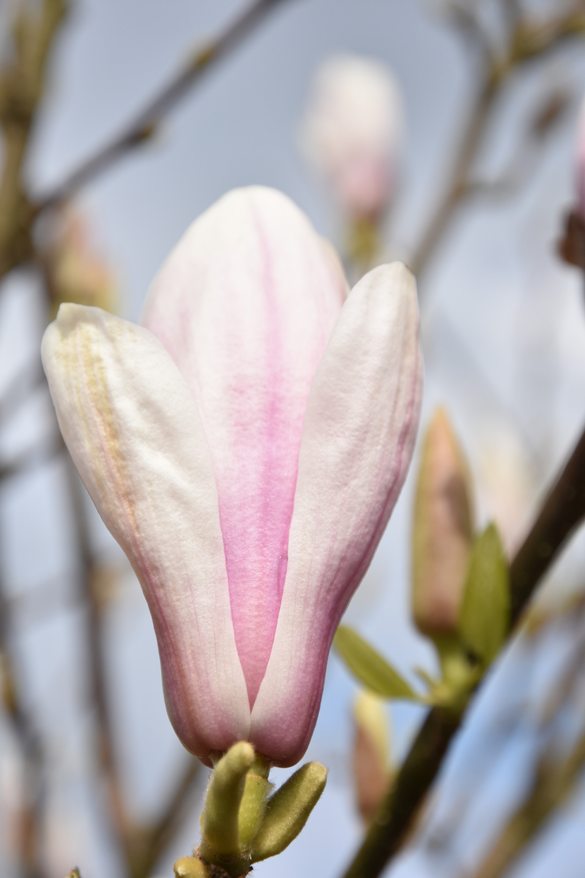 Nikon D7200 sample photo. Flower photography