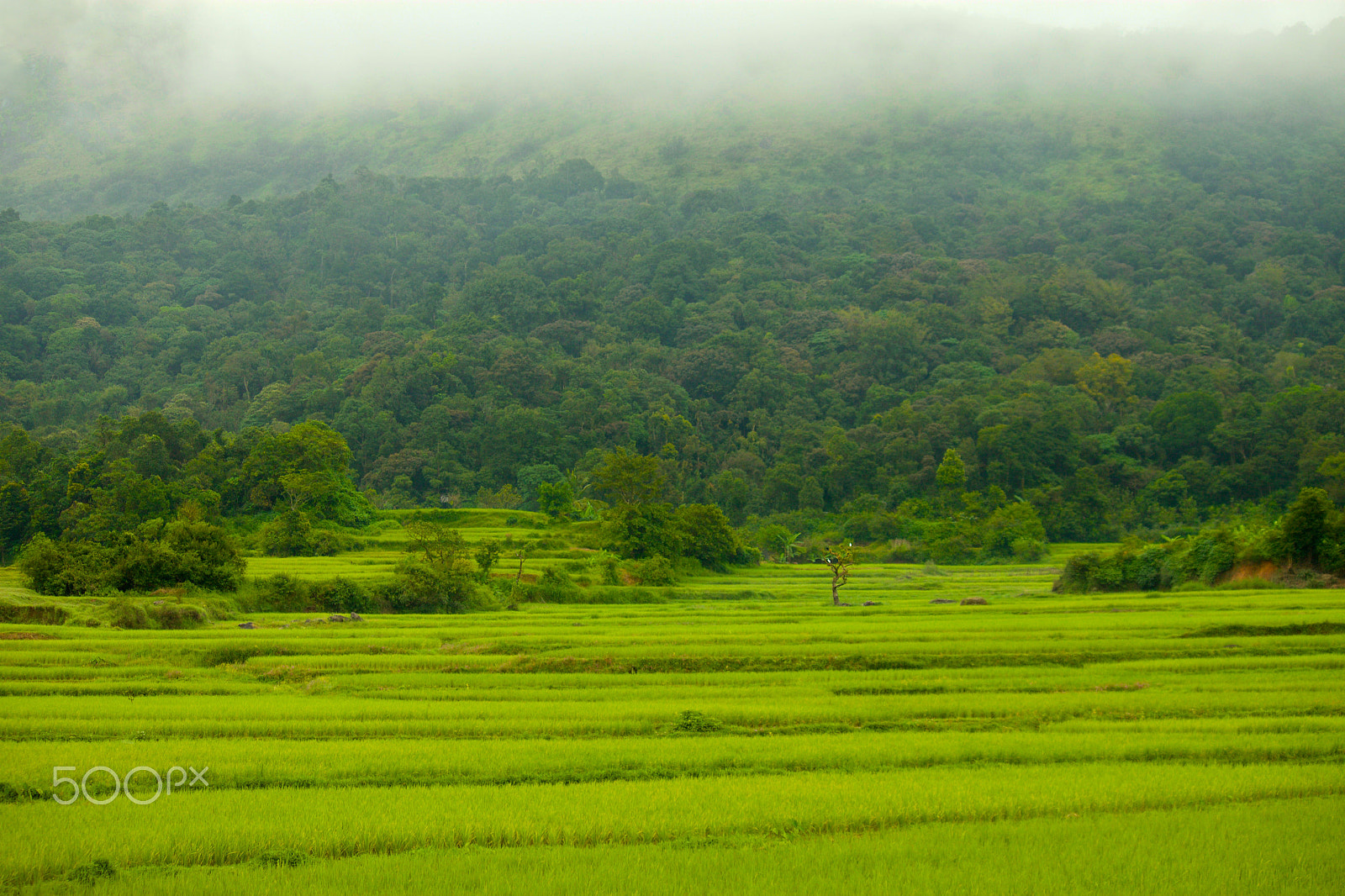 Canon EF-S 55-250mm F4-5.6 IS sample photo. Img photography