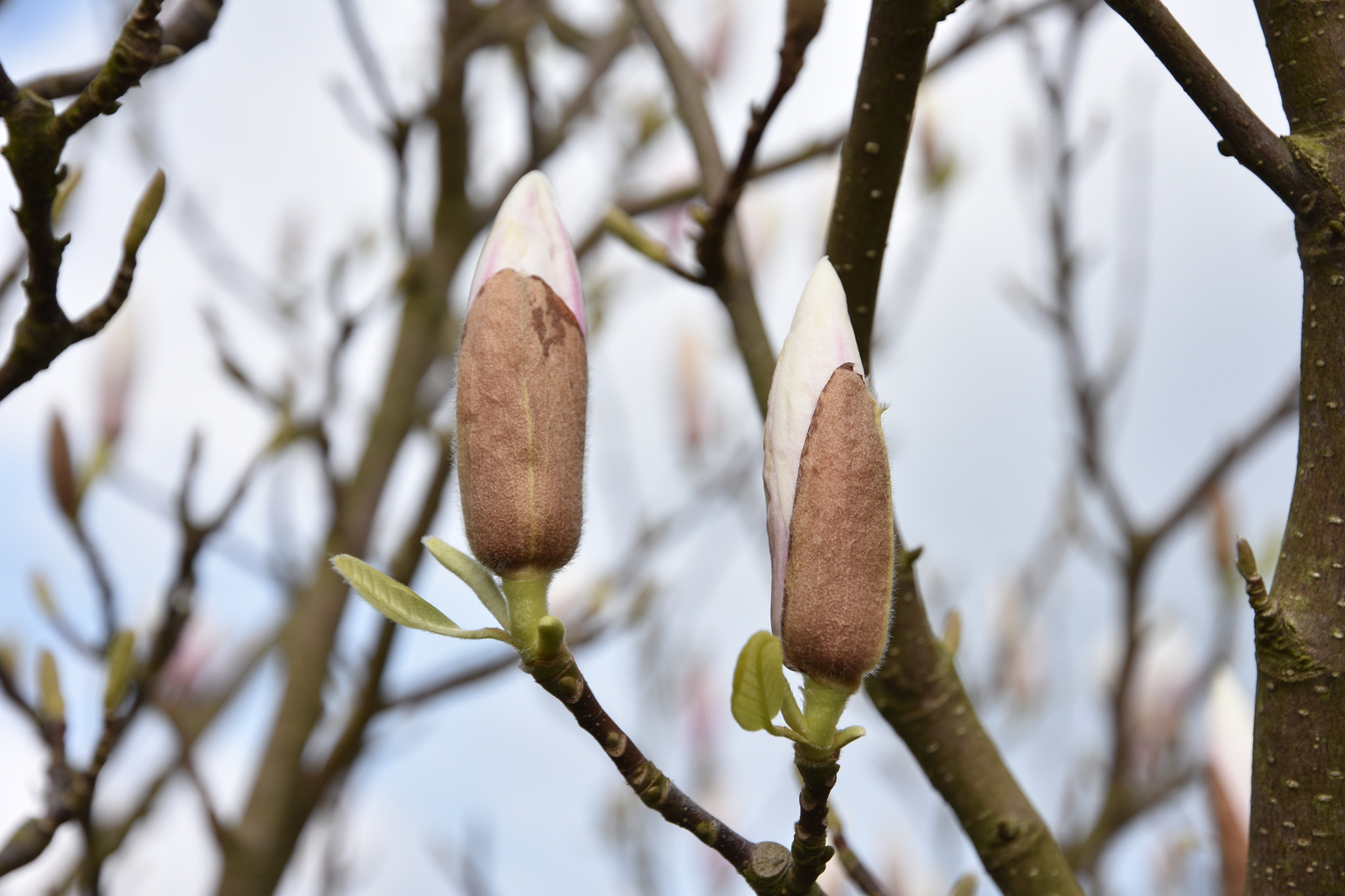 Nikon D7200 sample photo. Flowers photography