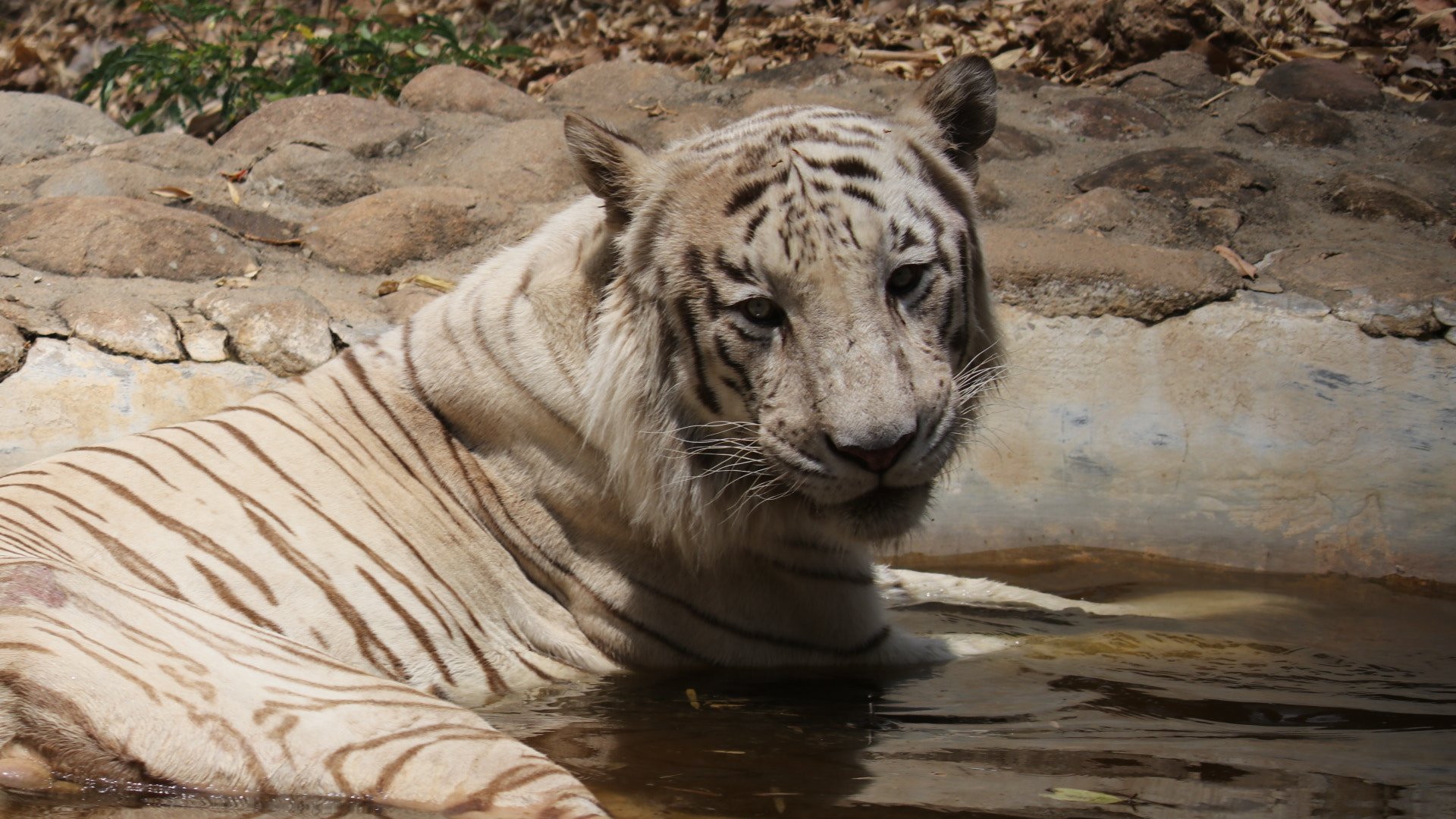 Canon EF-S 55-250mm F4-5.6 IS II sample photo. Cute tiger photography
