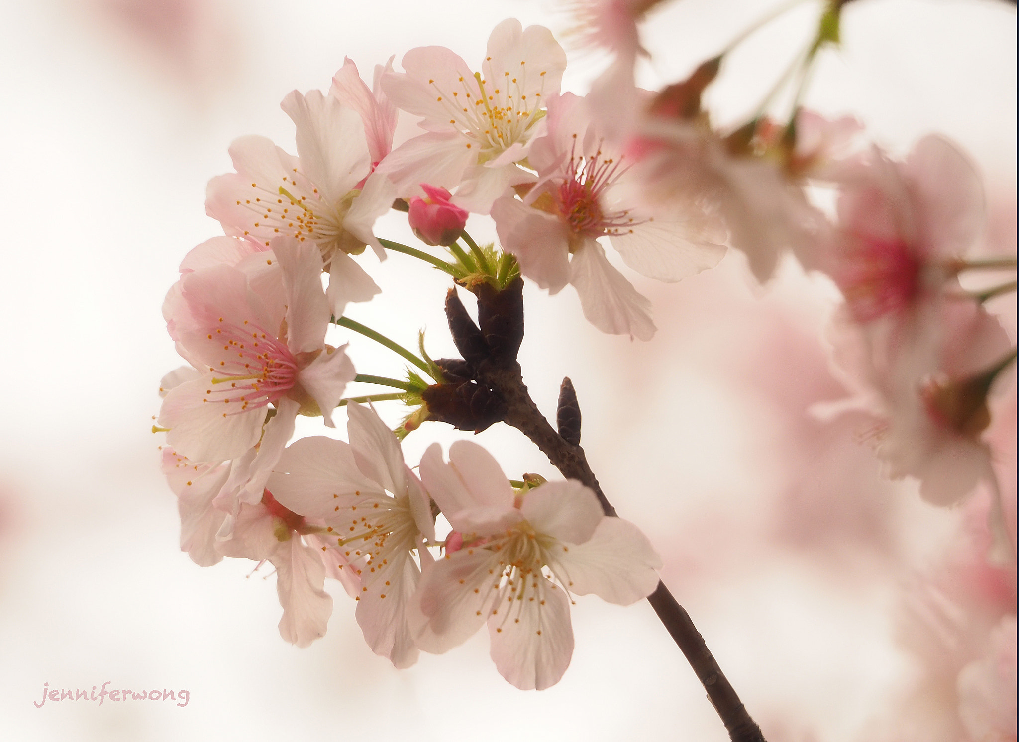 Olympus OM-D E-M1 sample photo. Fall in love .......with sakura photography
