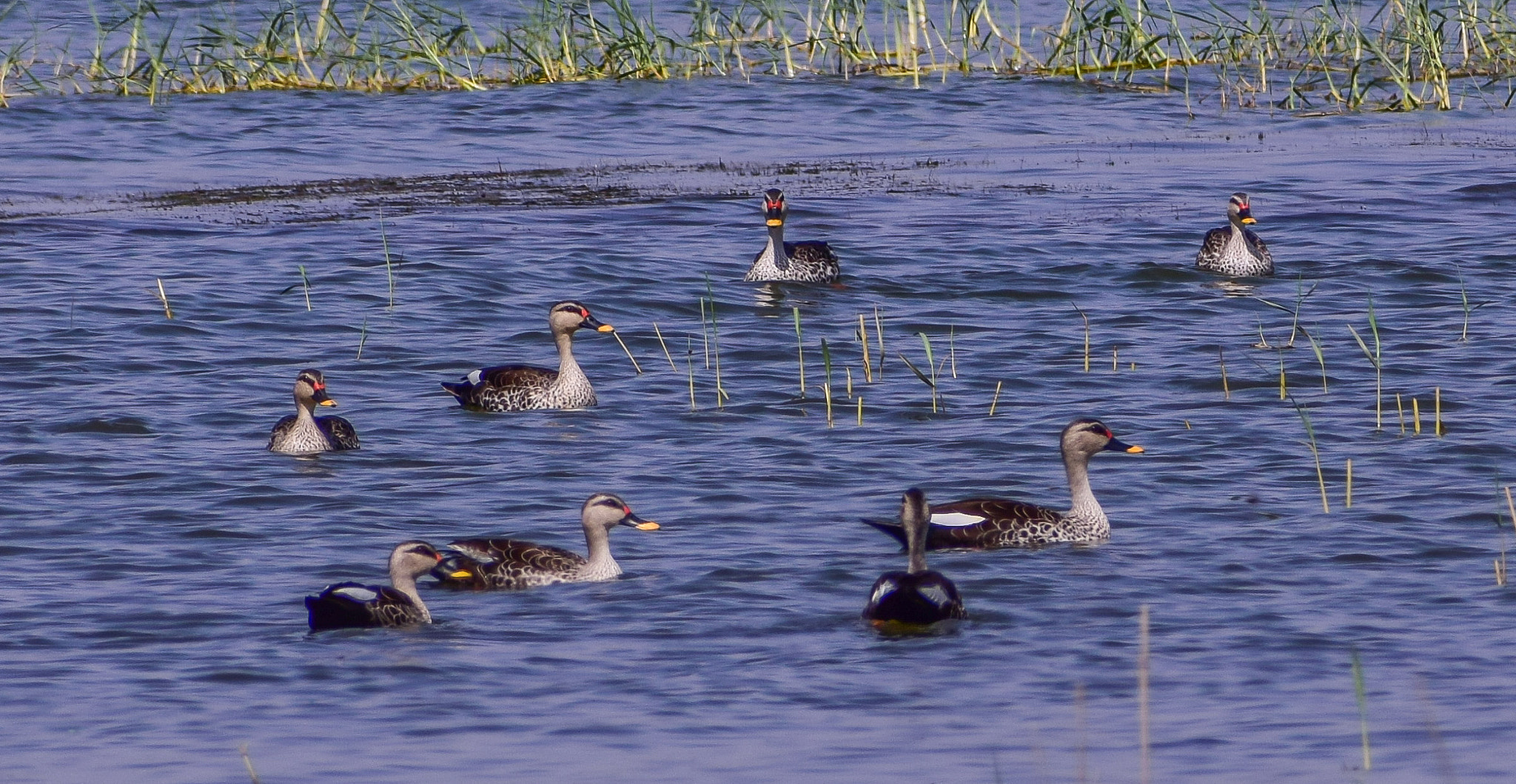 Nikon D5300 + Sigma 70-300mm F4-5.6 DG OS sample photo